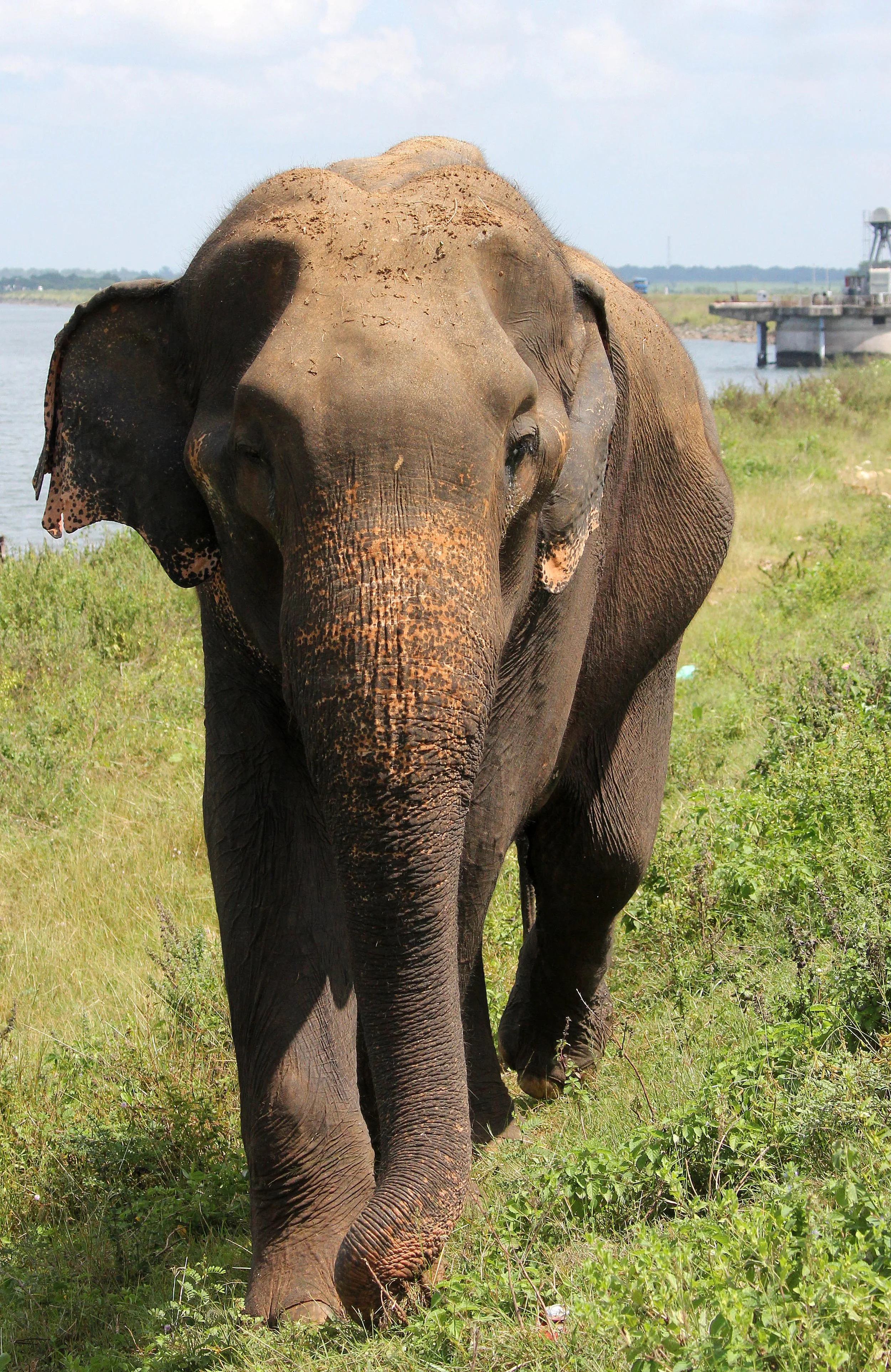 ELEPHANT - SRI LANKA ASIAN ELEPHANT - UDAWALAWA NATIONAL PARK SRI LANKA (14).JPG
