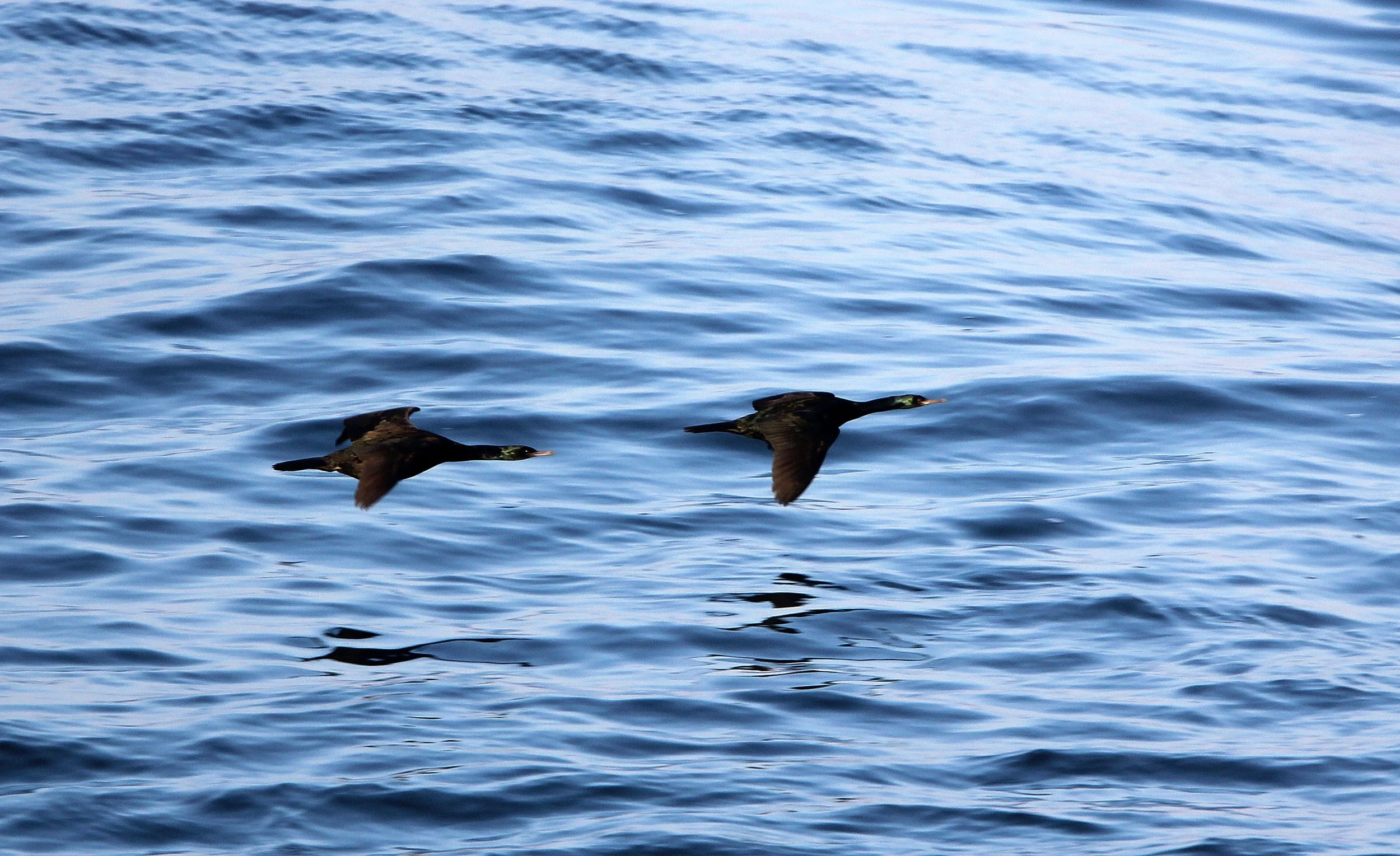 Urile pelagicus - Pelagic Cormorant - Hanasaki Cape, Nemuro Peninsula, Hokkaido Japan (5).JPG