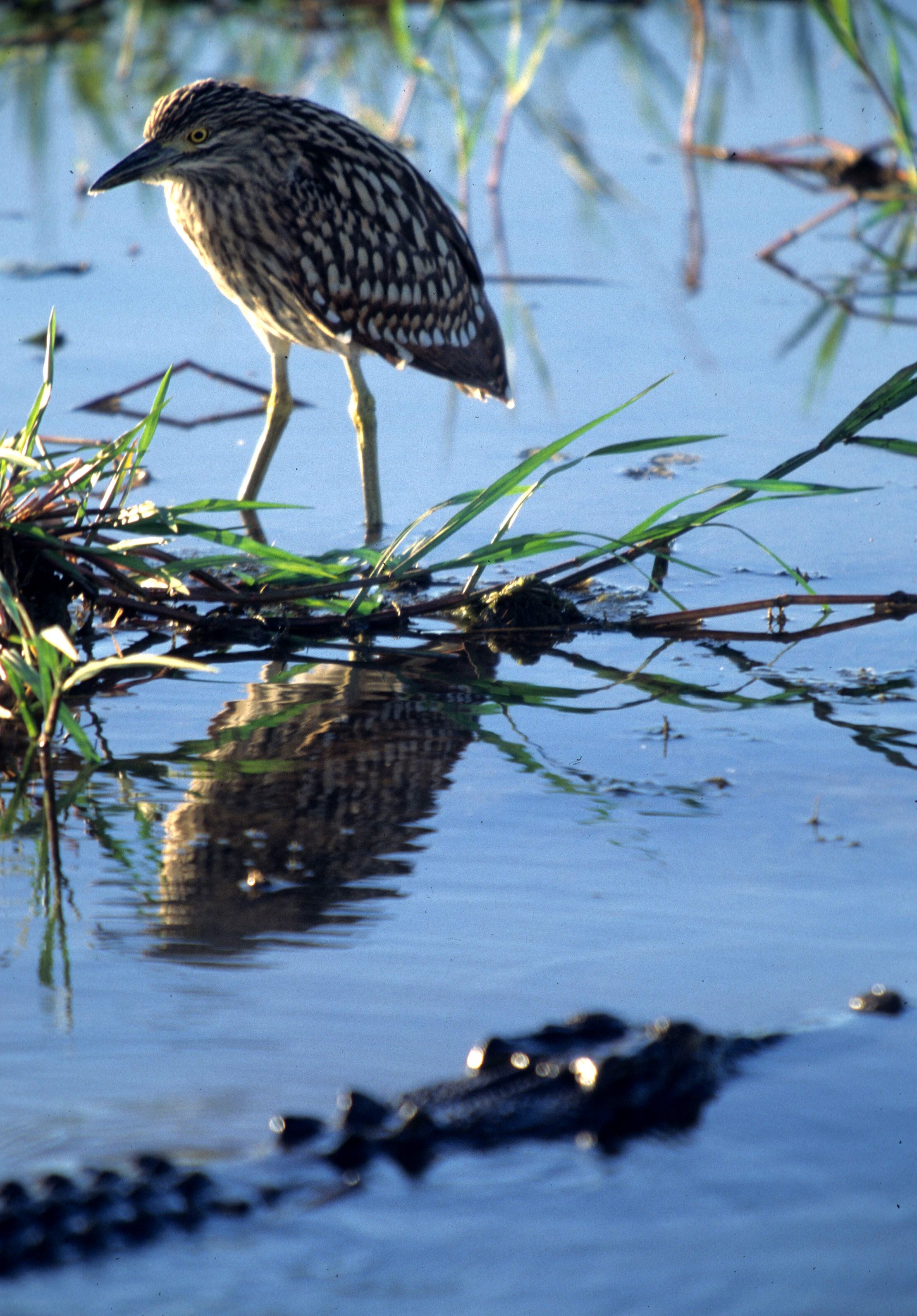 BIRD - HERON - STRIATED HERON IN KAKADU NP B.jpg