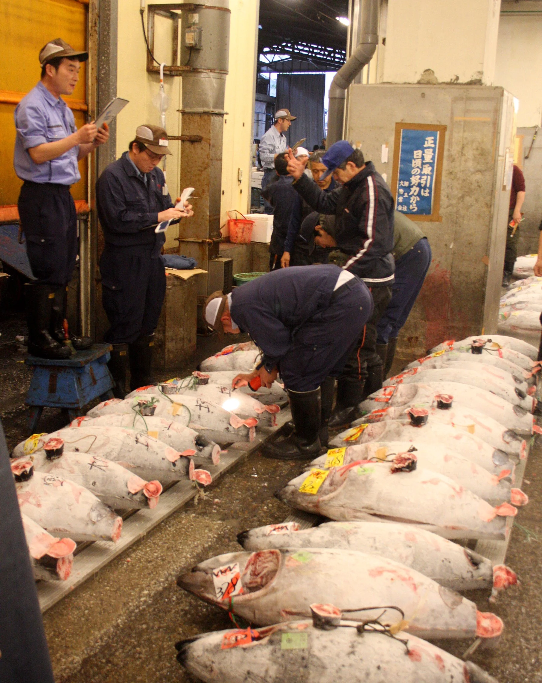 TOKYO - MAY 2009 - TSUKIJI MARKET (9).JPG