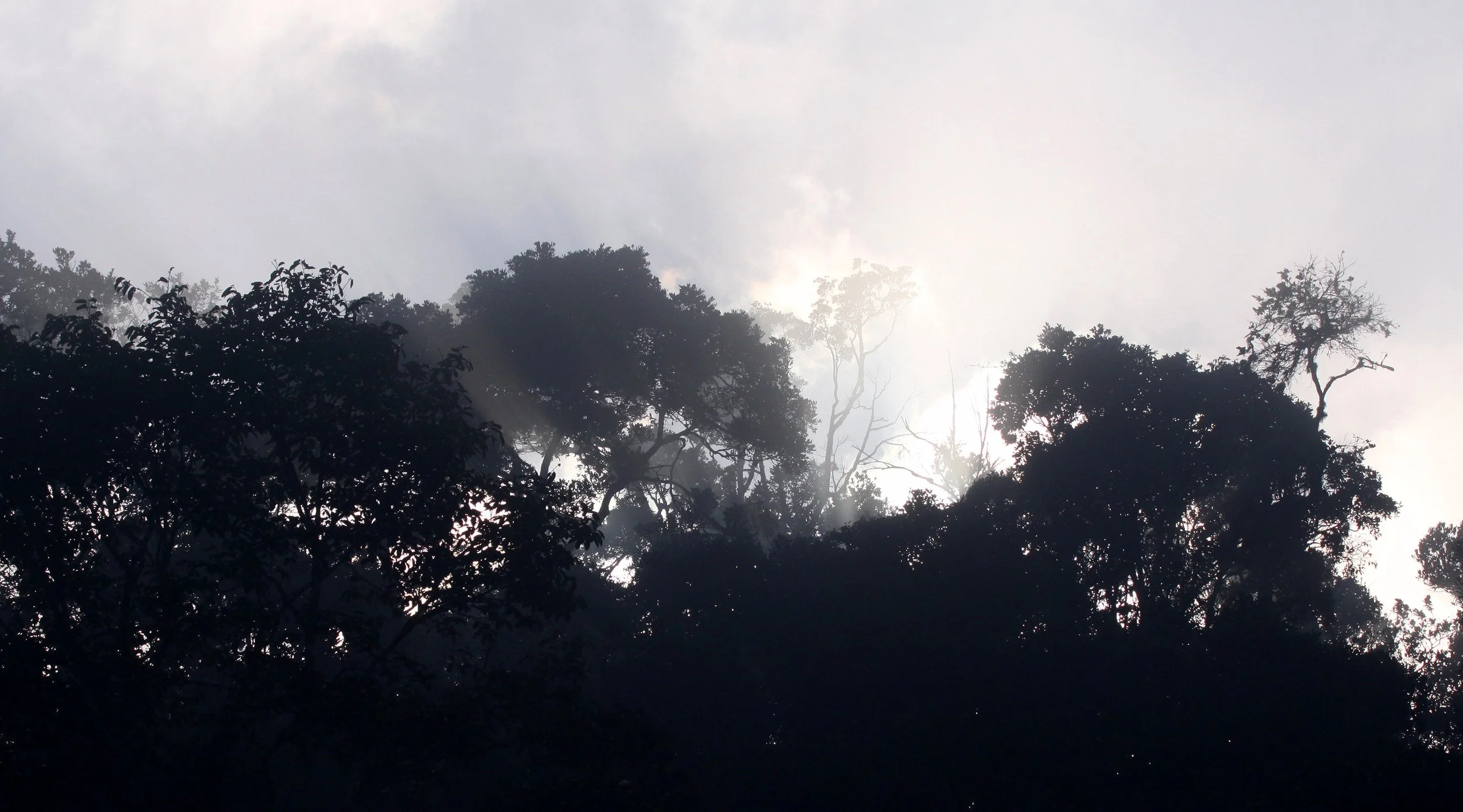 MANTADIA NATIONAL PARK MADAGASCAR - SUNRISE OVER THE PRIMARY FOREST.JPG