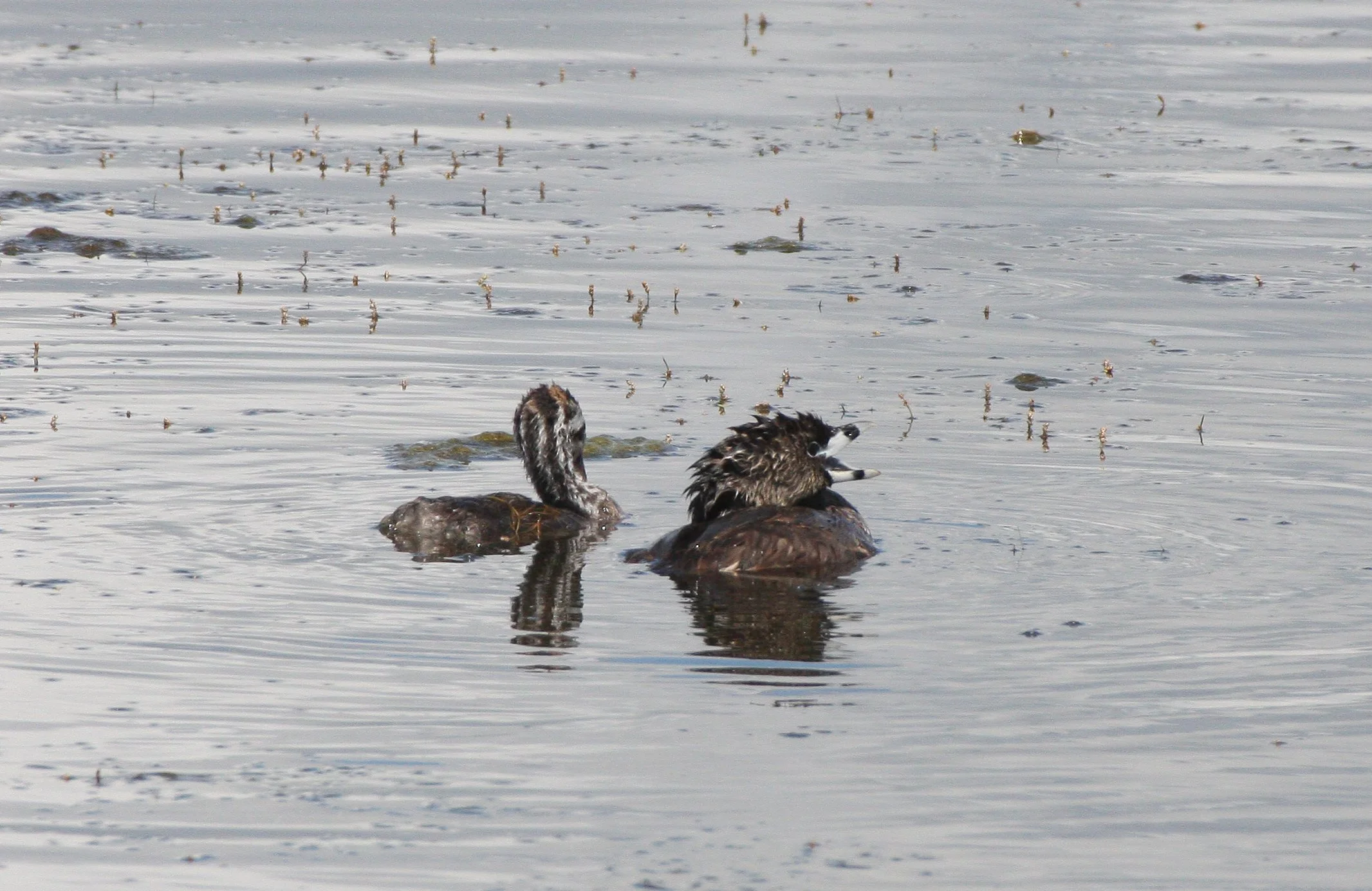 Pied-billed Grebe (Podilymbus podiceps) Ridgefield NWR Washington (29).JPG