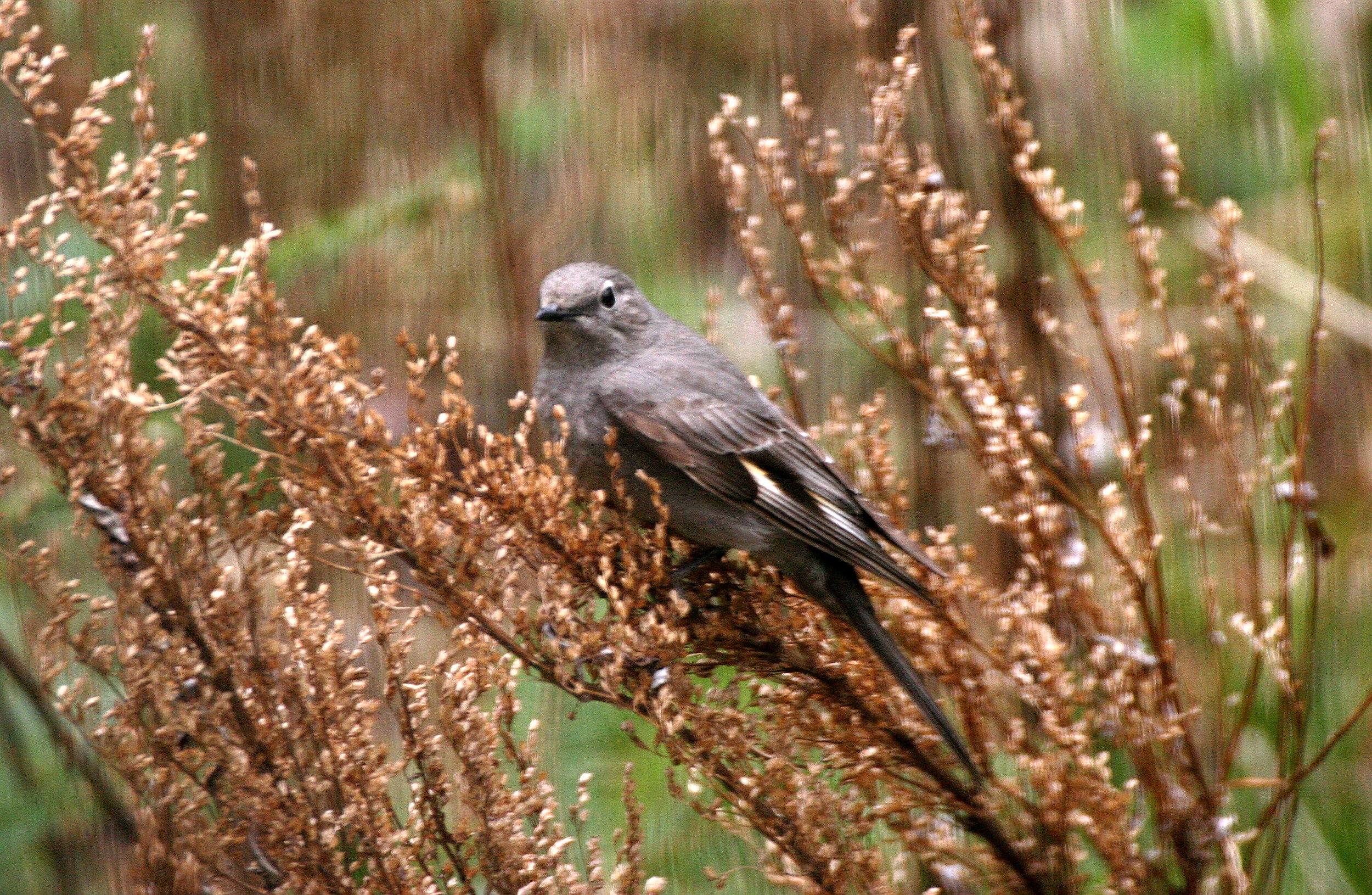 Townsend's Solitaire (Myadestes townsendi) Lake Farm Olympic Peninsula Washington (1).jpg