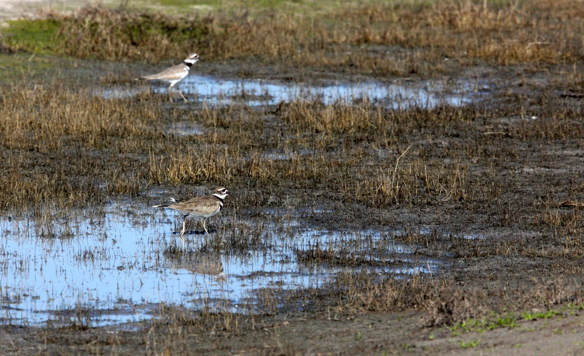 BIRD - KILLDEER - CARRIZO PLAIN NATIONAL MONUMENT CALIFORNIA (8).JPG