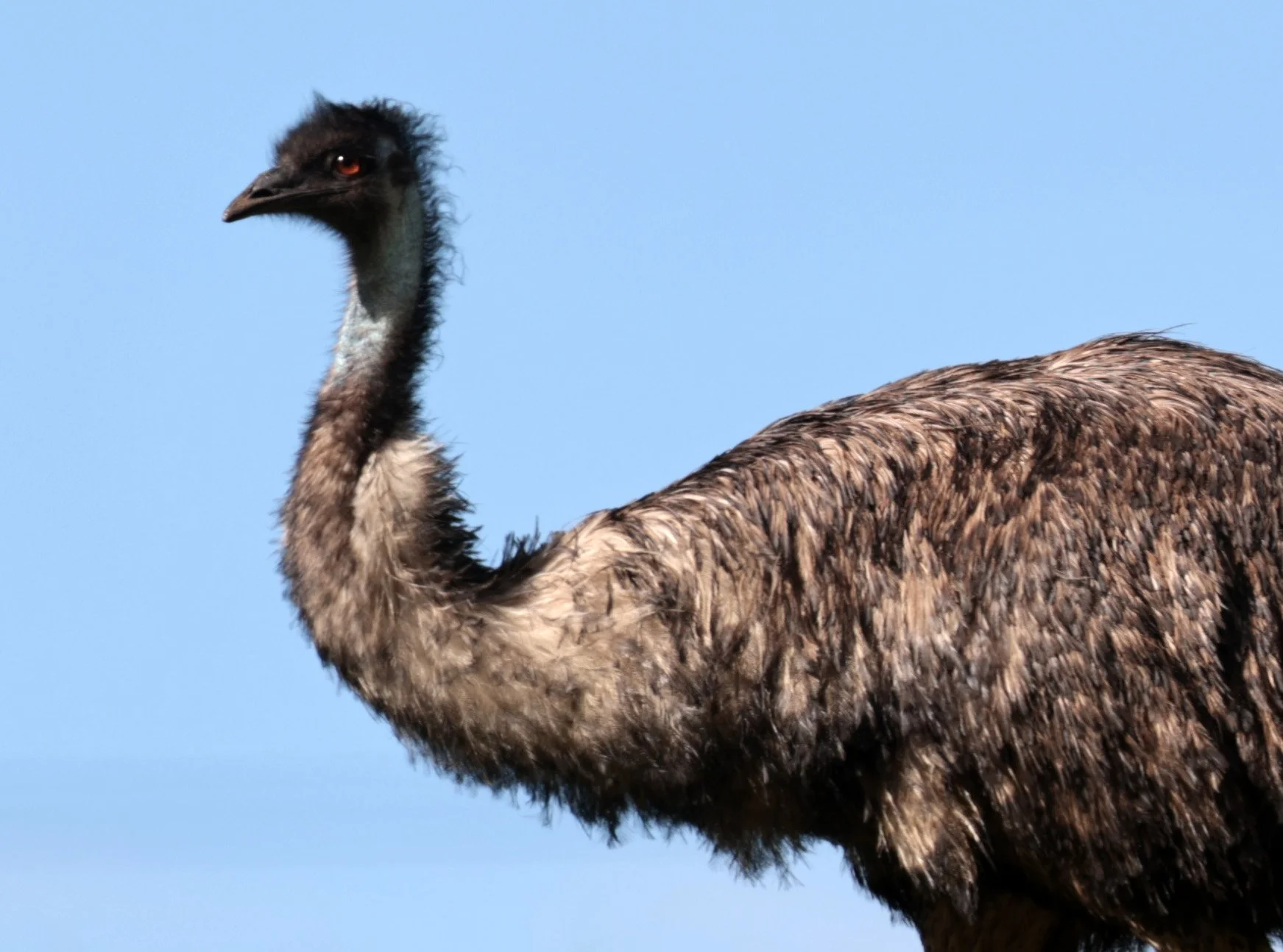 Emu (Dromaius novaehollandiae) Mt Frankland NP - Western Australia (13).jpg