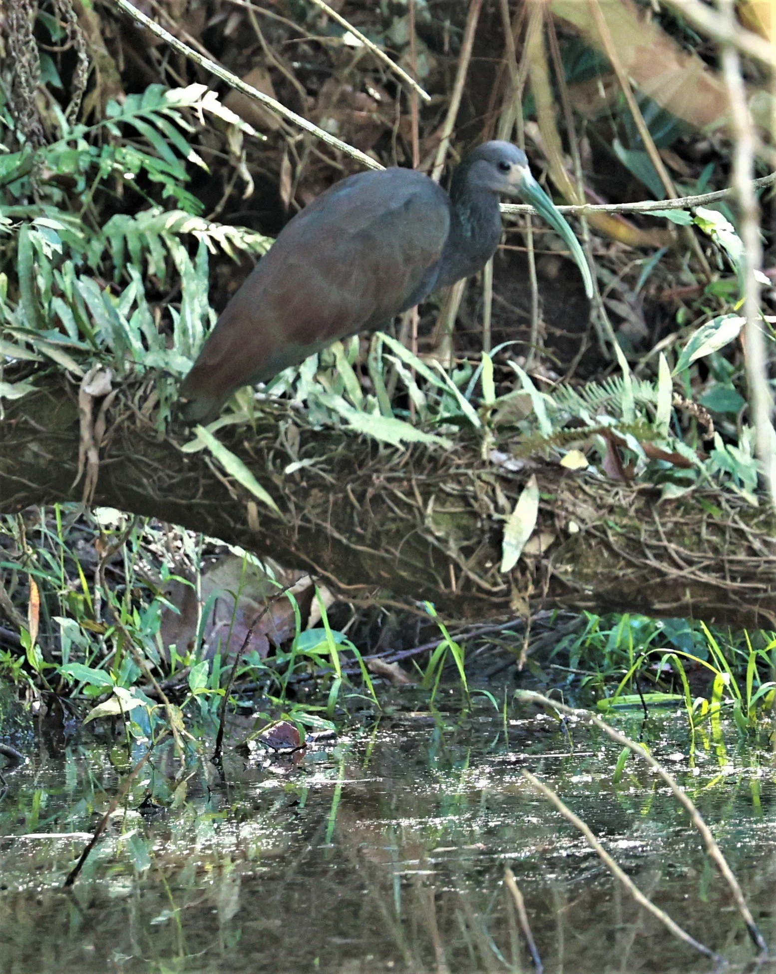 Ibis - Green Ibis - Mesembrinibis cayennensis - Nazare Paulista, Sao Paulo State, Brazil (3).jpg
