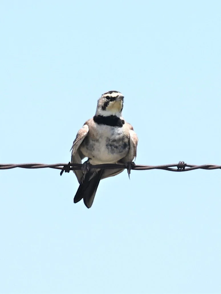 Horned Lark (Eremophila alpestris) Kiowa National Grasslands New Mexico (15).jpg