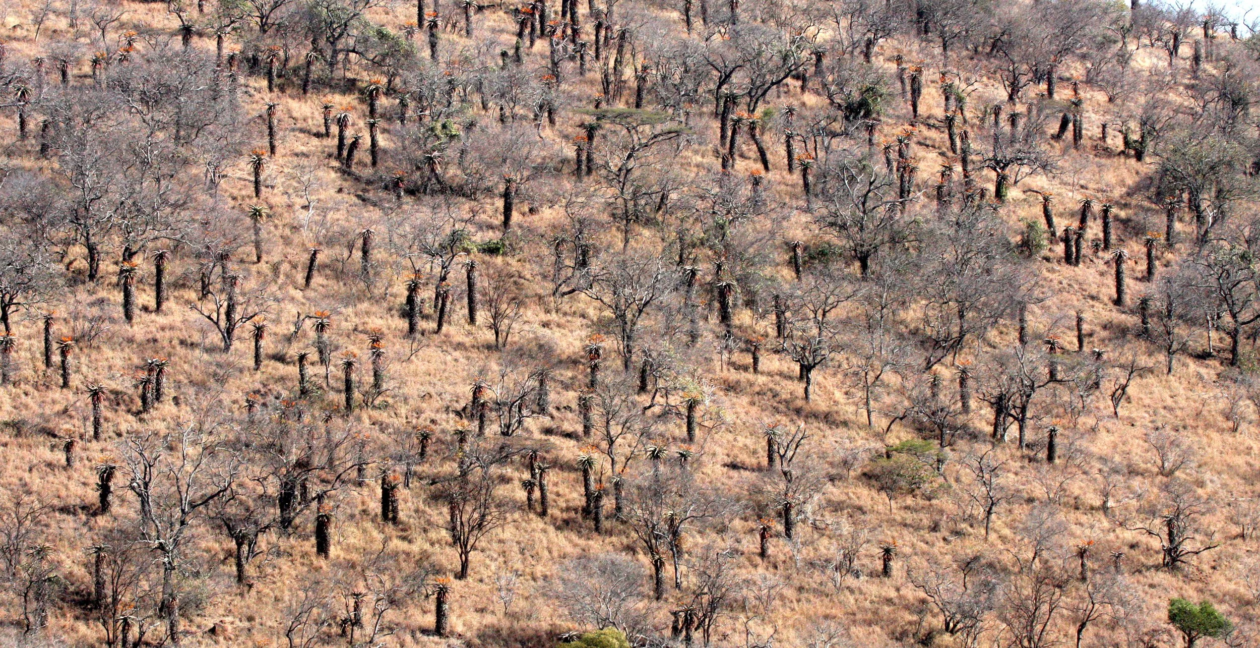 NATAL SOUTH AFRICA - ALOE WOODLAND (3).JPG