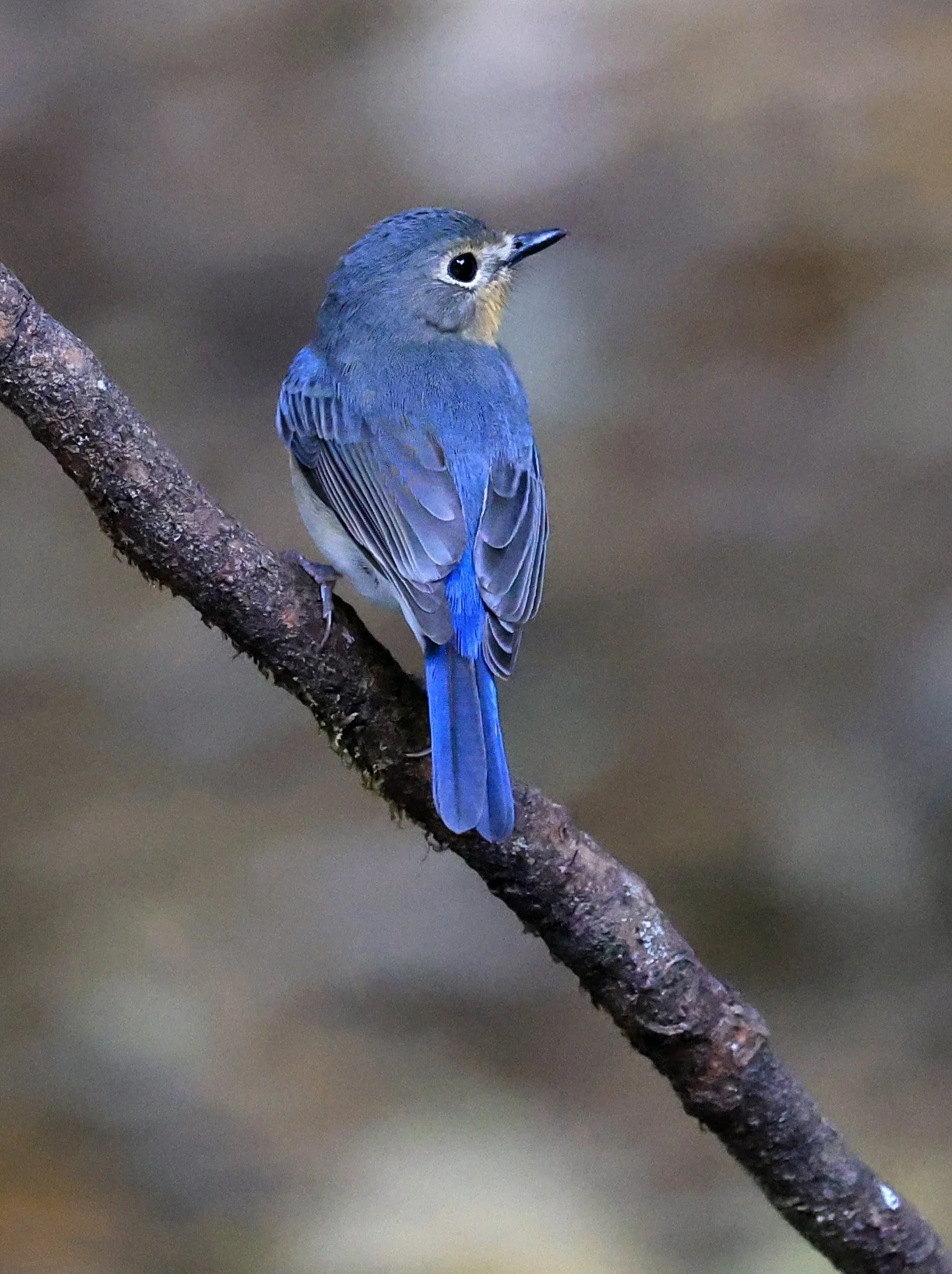 Indochinese Blue Flycatcher (Cyornis sumatrensis) Kaeng Krachan National Park ESS Expedition 2026 (29).jpg