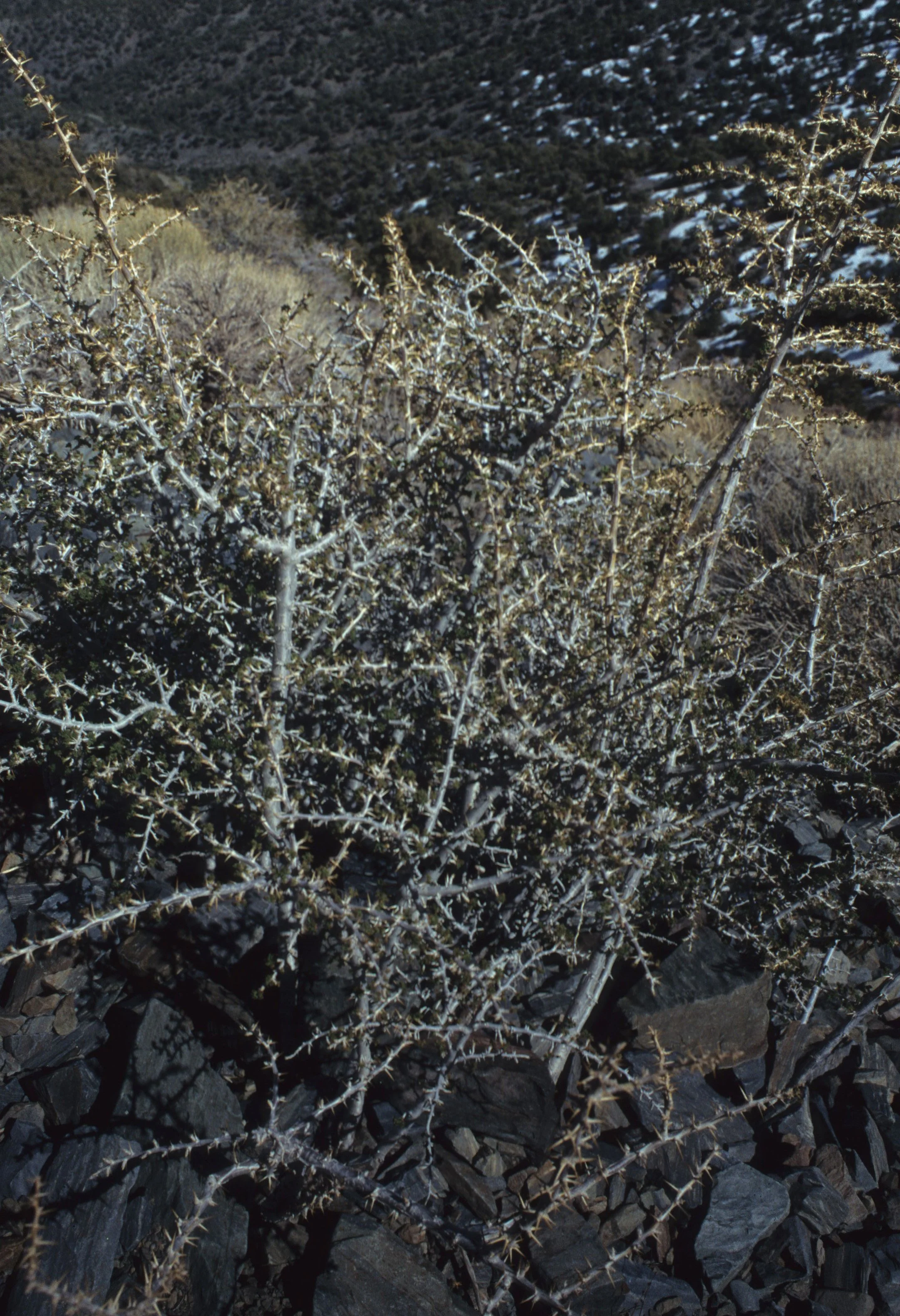 DEATH VALLEY - LEPTODACTYLON PUNGENS - GRANITE GILIA.jpg
