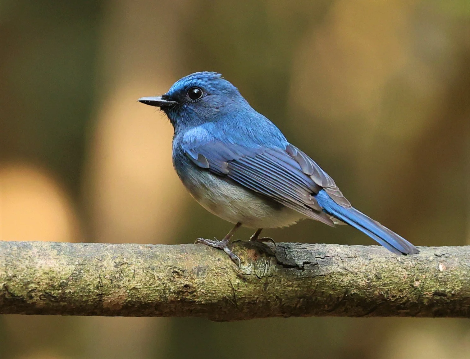 FLYCATCHER - HAINAN BLUE FLYCATCHER - Cyornis hainanus - LUNG SIN HIDE NEAR KAENG KRACHAN FEB 2022 (2).jpg