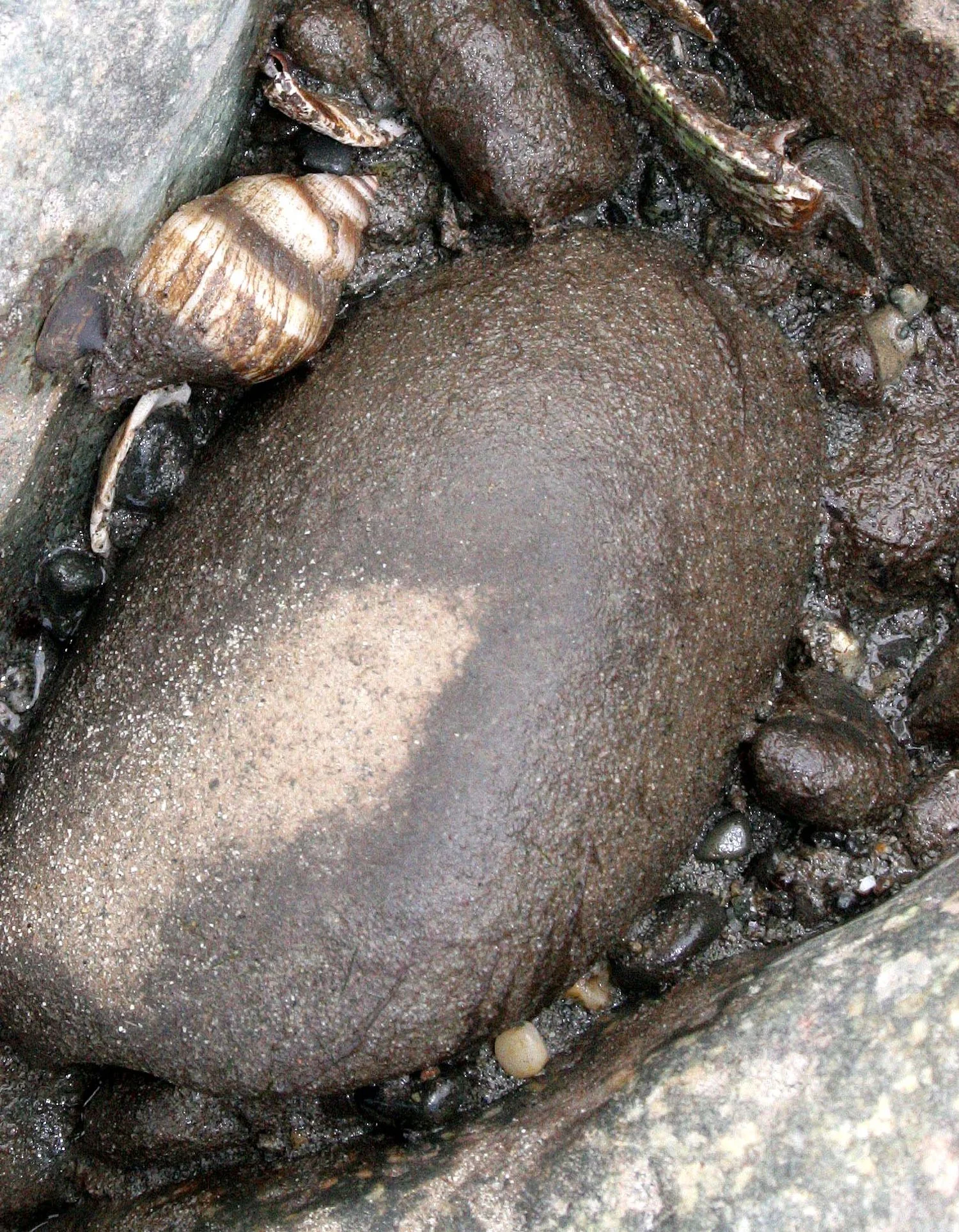 INVERTS - INTERTIDAL - MOLLUSCA - WHELK SPECIES A - LAKE FARM TIDAL POOLS.JPG