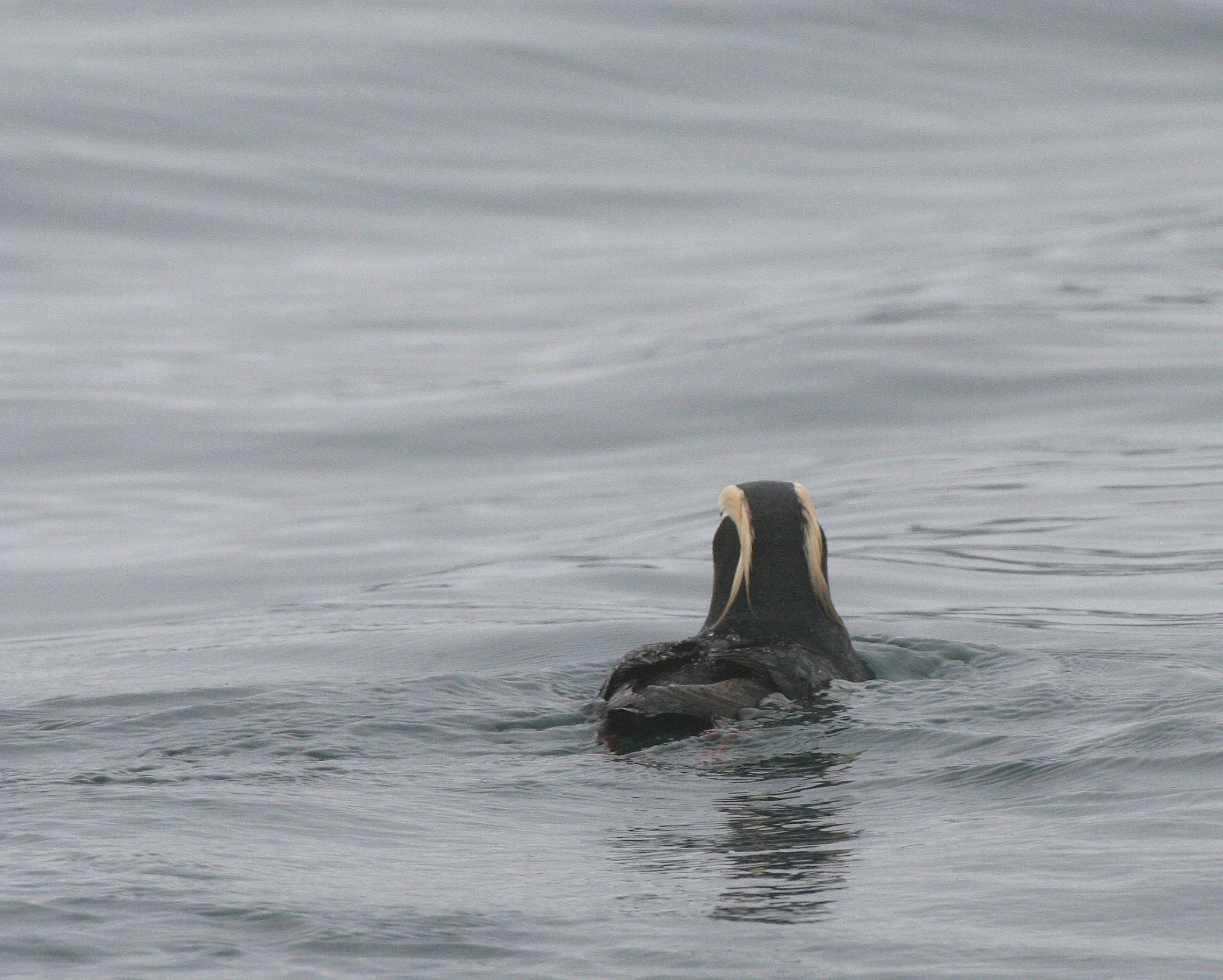 Fratercula cirrhata - TUFTED PUFFIN - OFF COAST OF KAMCHATKA (14).jpg