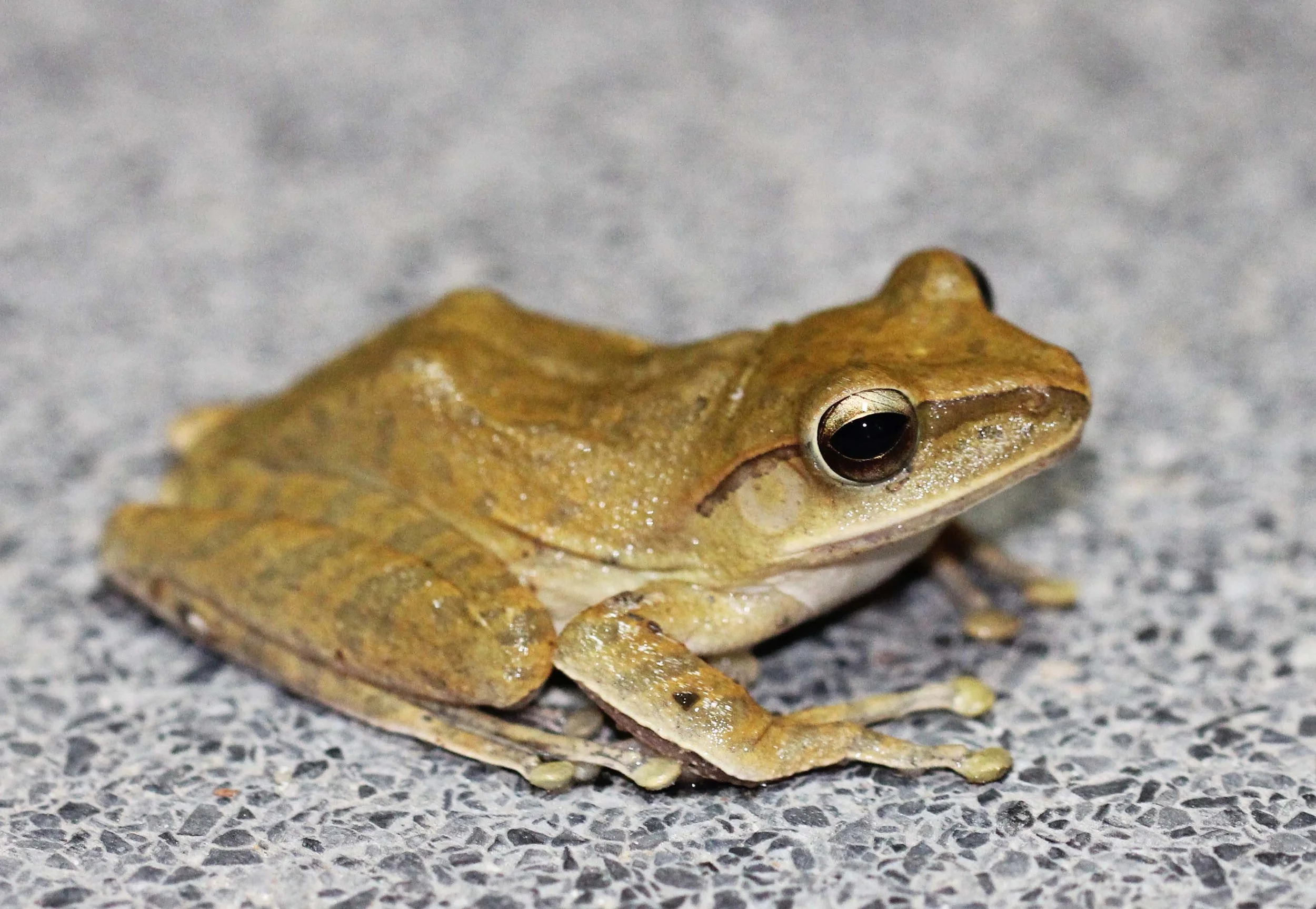 2013 - BANGKOK - NOVEMBER 2013 - MARCH 2014 (191).JPG