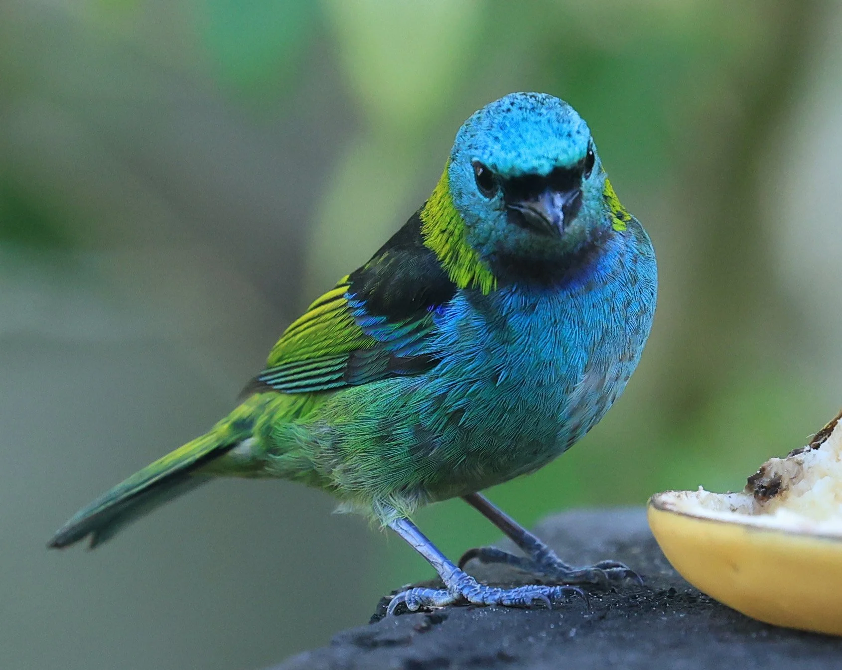 Green-headed Tanager (Tangara seledon)  Superagui National Park, Brazil (232).jpg