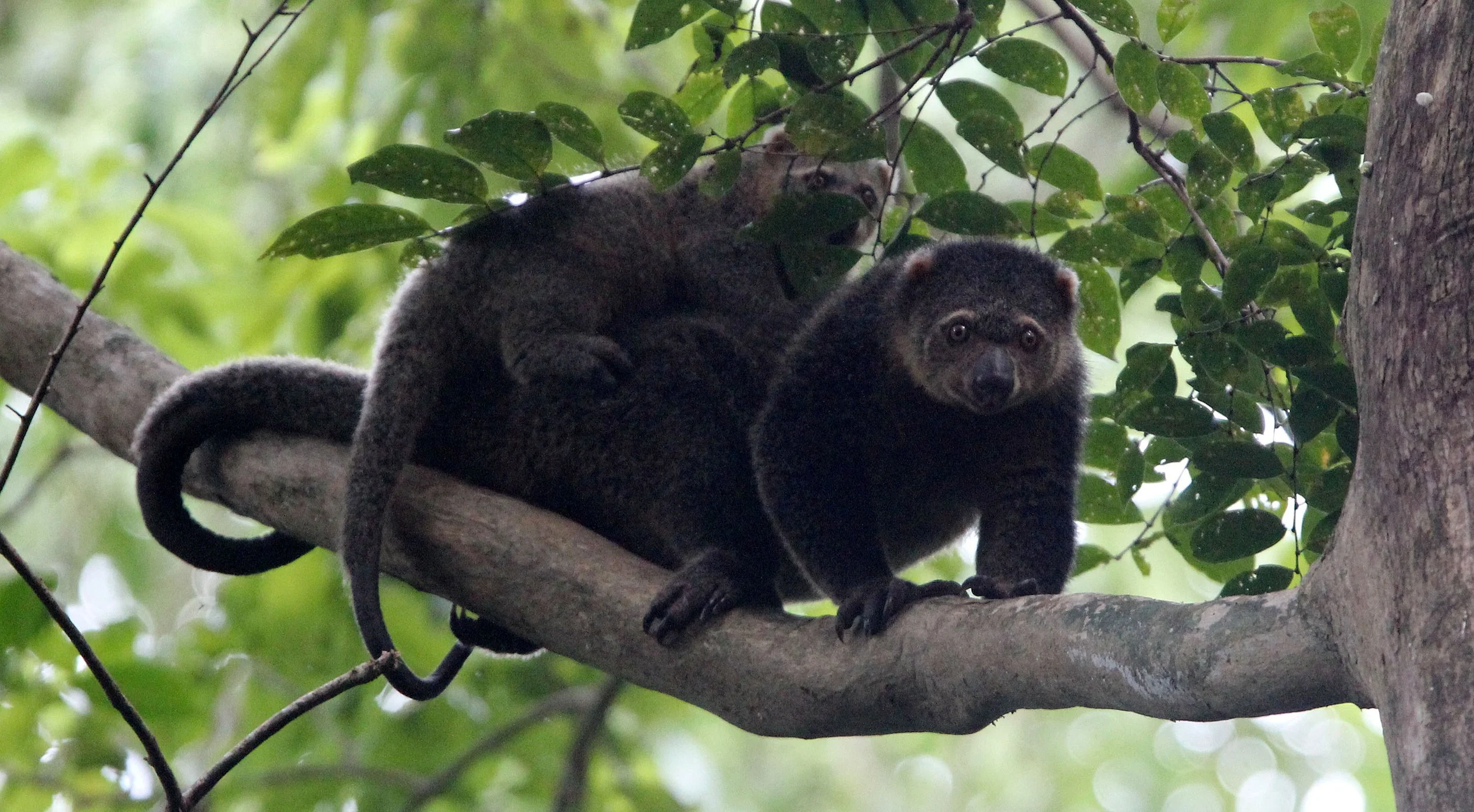 Ailurops ursinus - BEAR CUSCUS - MARSUPALIA - TANGKOKO NATIONAL PARK SULAWESI INDONESIA (35).JPG