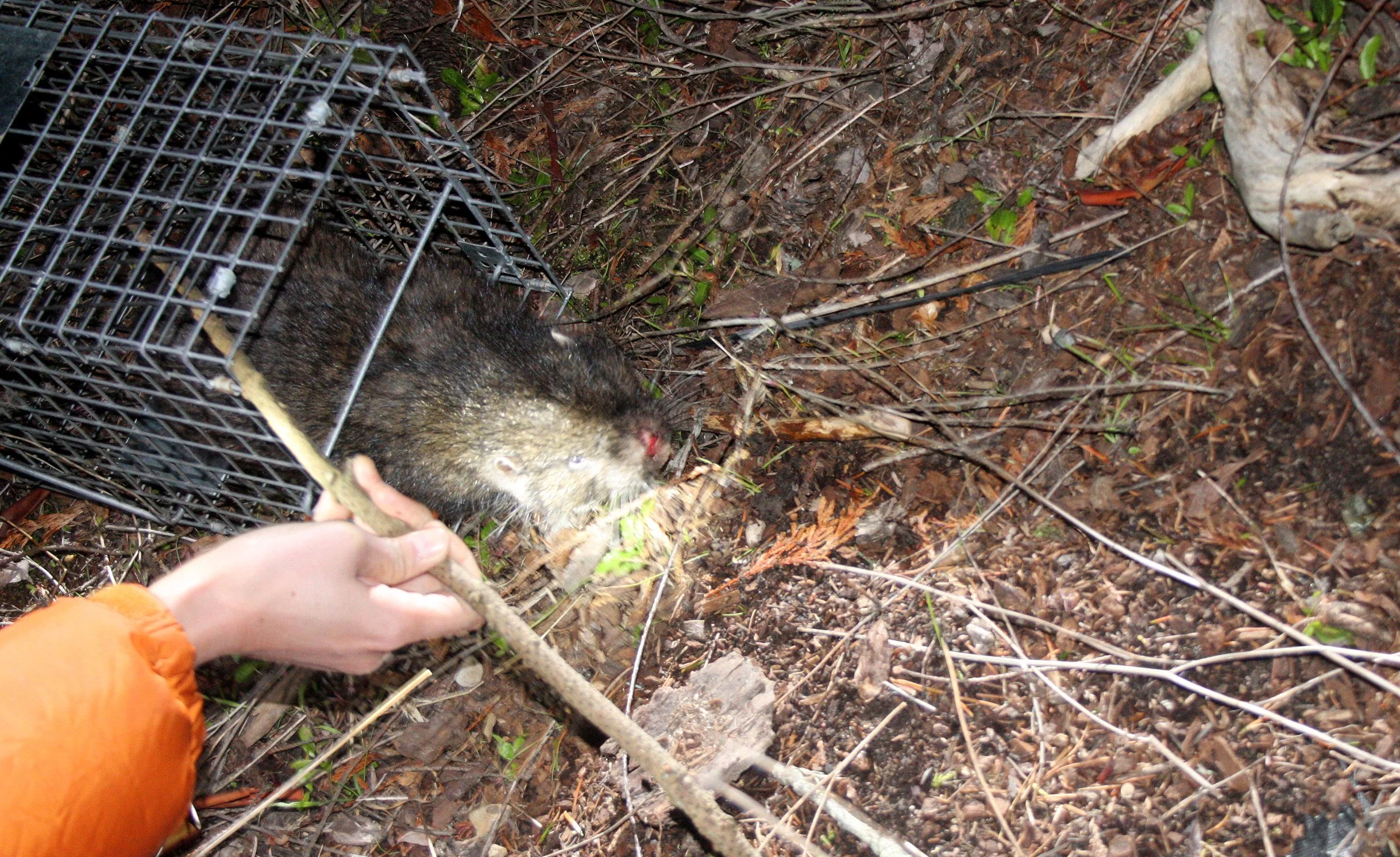 RODENT - MOUNTAIN BEAVER - LAKE FARM TRAILS.JPG