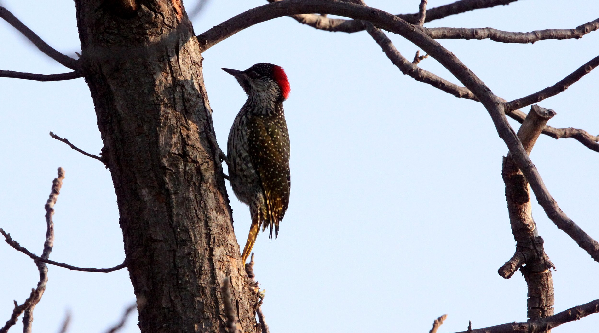 BIRD - WOODPECKER - CARDINAL WOODPECKER - DENDROPICOS FUSCESCENS - MARRICK CAMP KIMBERLY SOUTH AFRICA (3).JPG