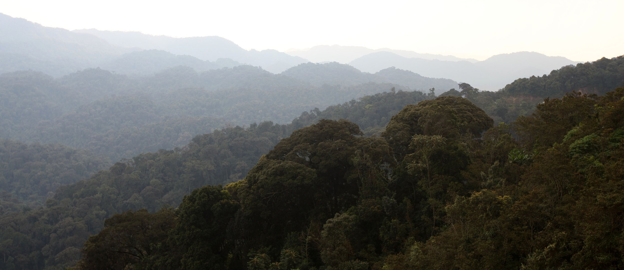 NYUNGWE NATIONAL PARK RWANDA 2 (33).JPG