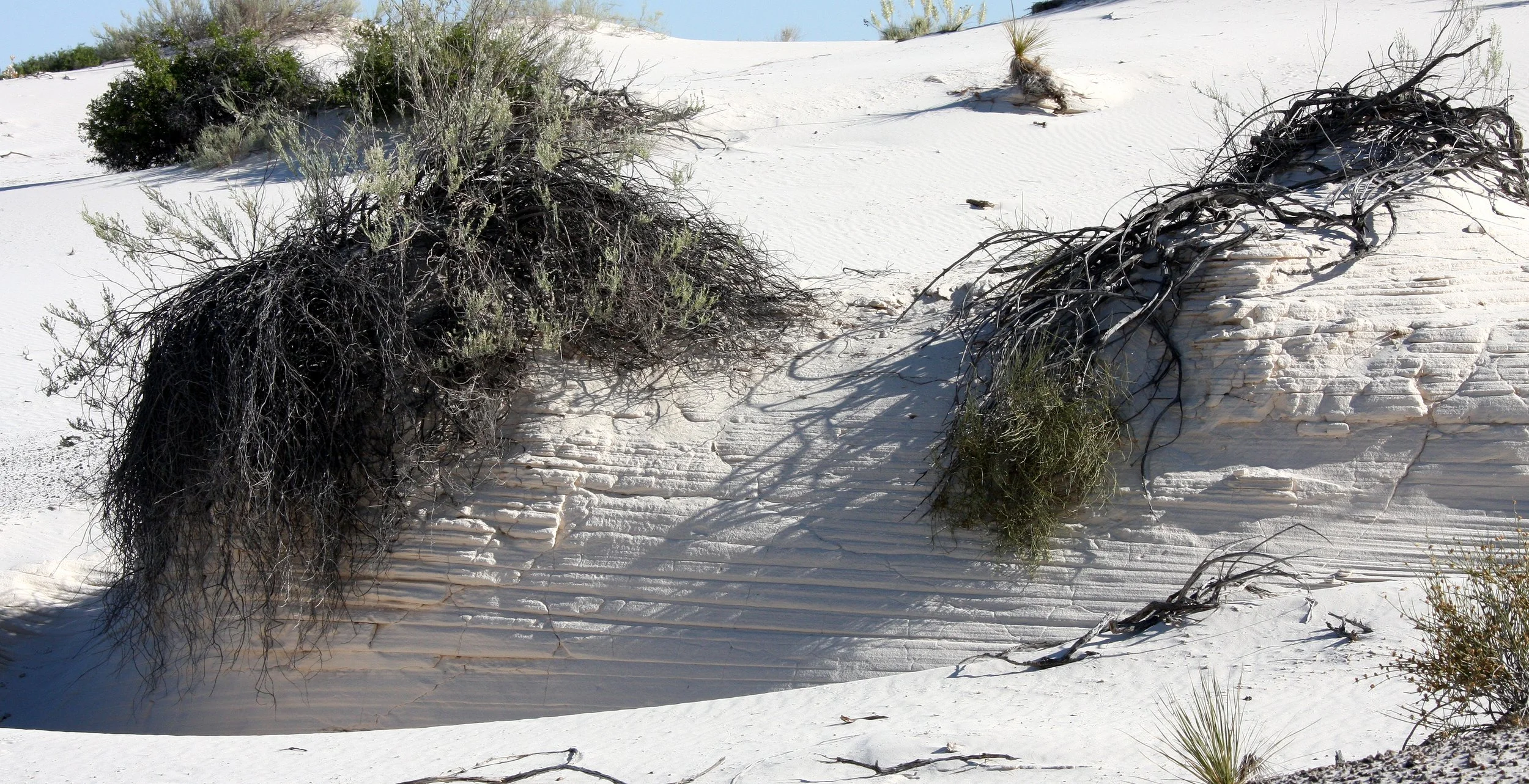 WHITE SANDS NATIONAL MONUMENT - GYPSUM PLANT SAND (3).JPG