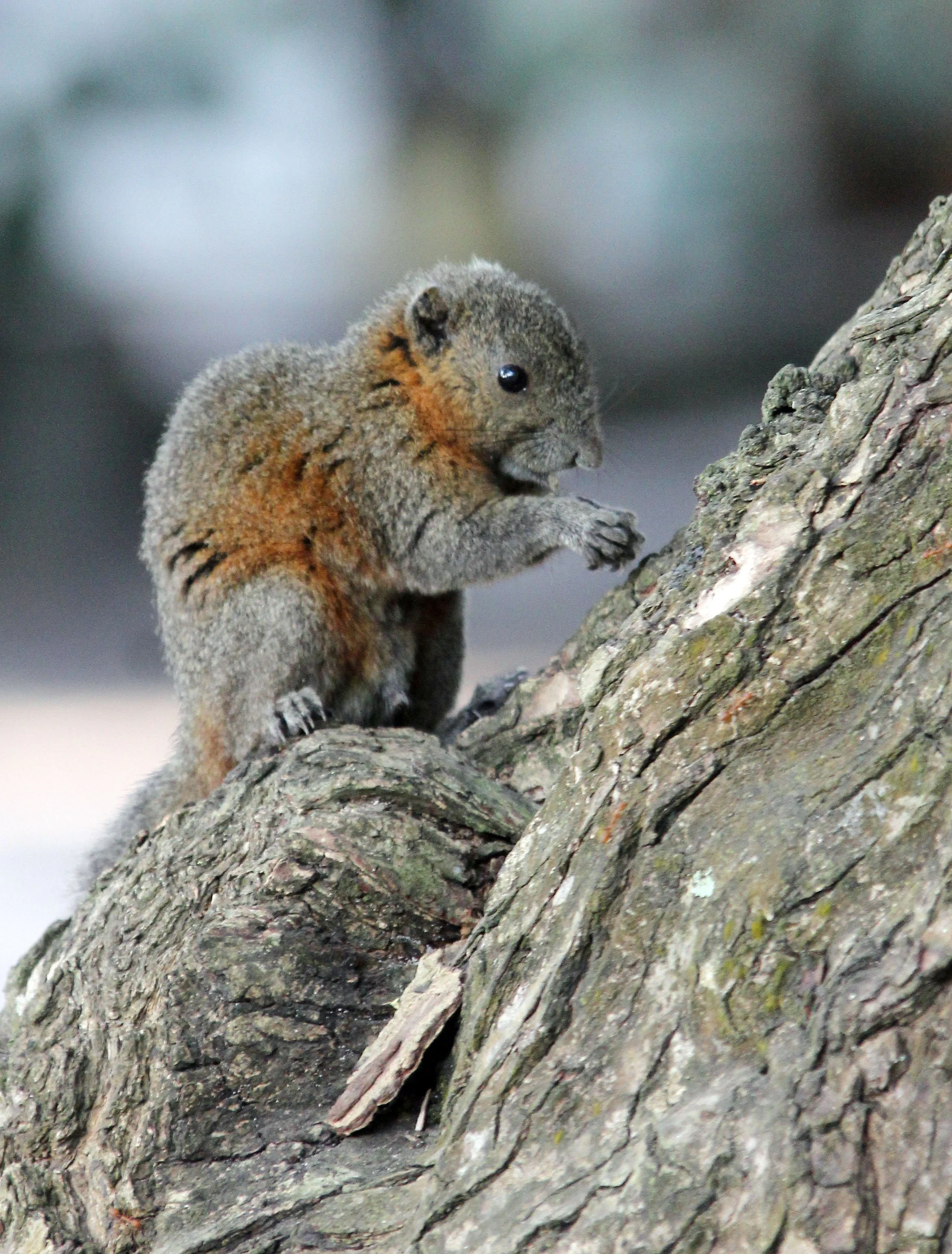 Callosciurus caniceps - ISLAND GREY-BELLIED SQUIRREL -SIMILAN ISLANDS FEB 8-13, 2015 THAILAND (324).JPG