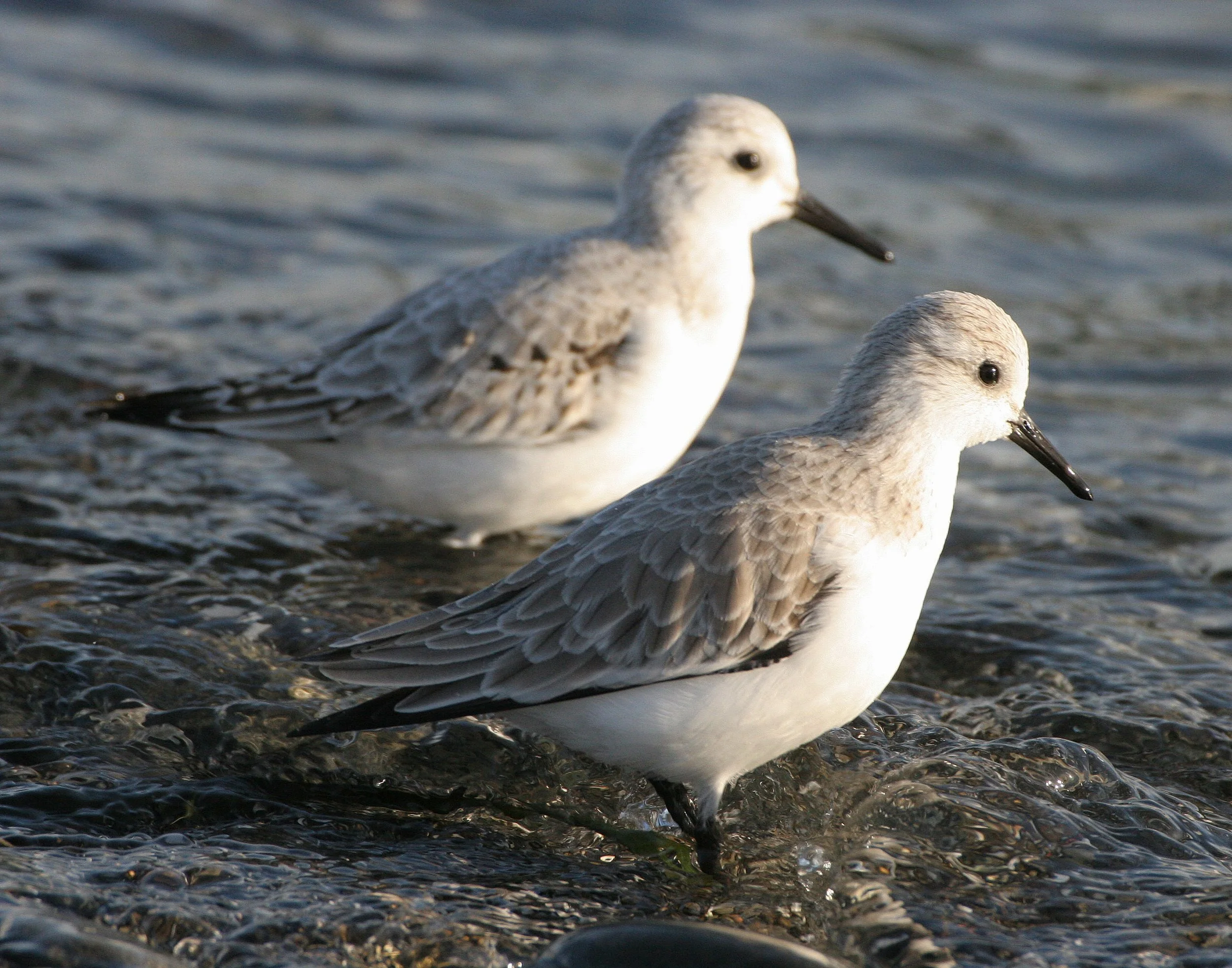 BIRD - SANDERLINGS - EDIZ HOOK PA HARBOR (14).jpg