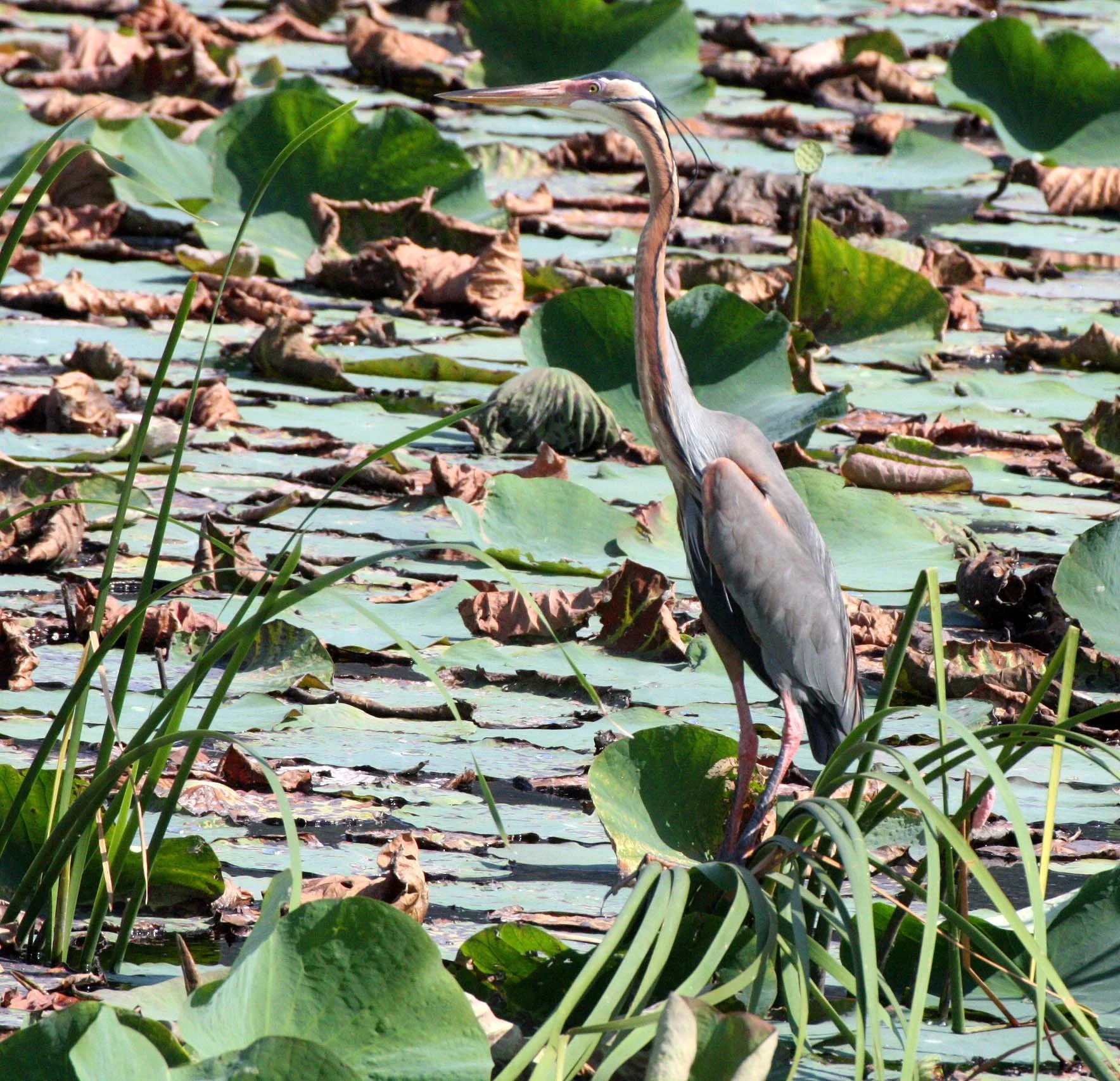 HERON - PURPLE HERON - Ardea purpurea - KHAO SAM ROI YOD THAILAND (1).JPG
