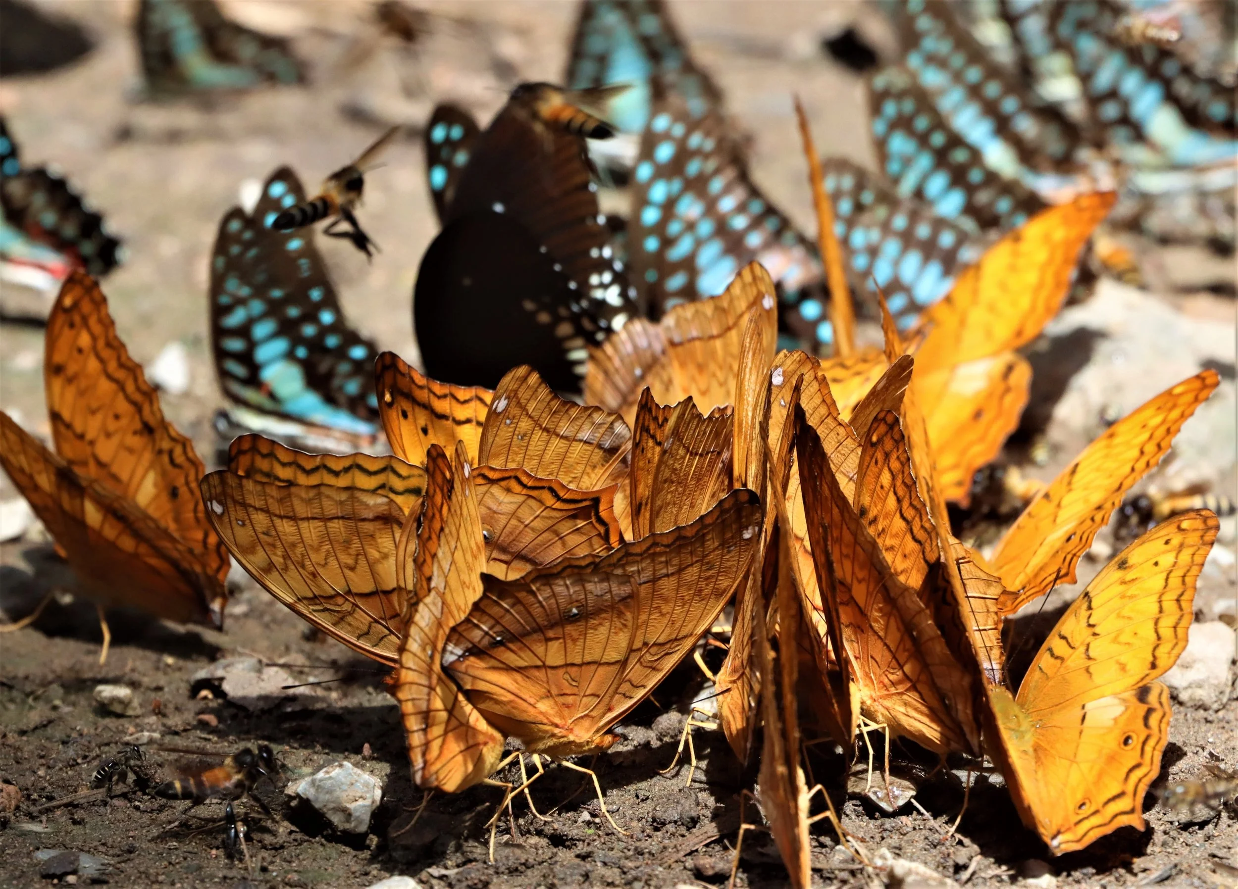 Common Cruiser (Vindula erota)