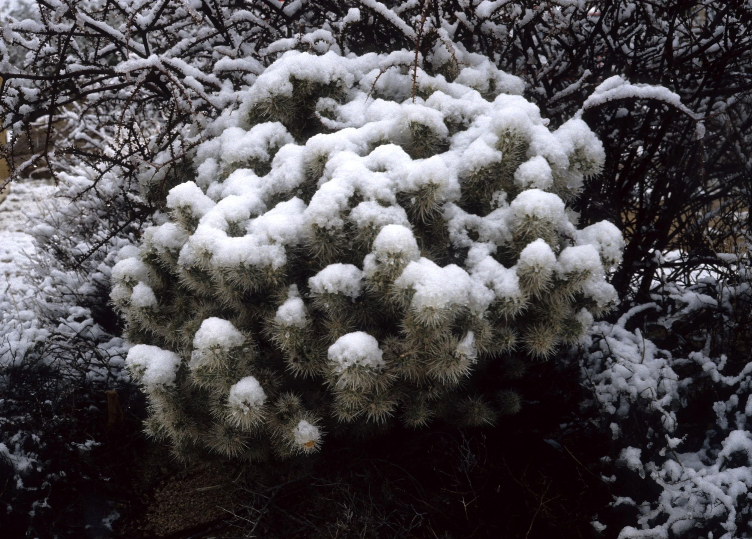 JOSHUA TREE IN SNOW D.jpg