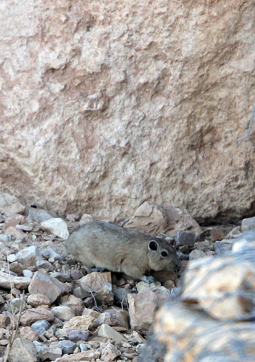 Ctenodactylus gundi - COMMON GUNDI - ATLAS MOUNTAINS EAST OF GAFSA TUNISIA (1).JPG