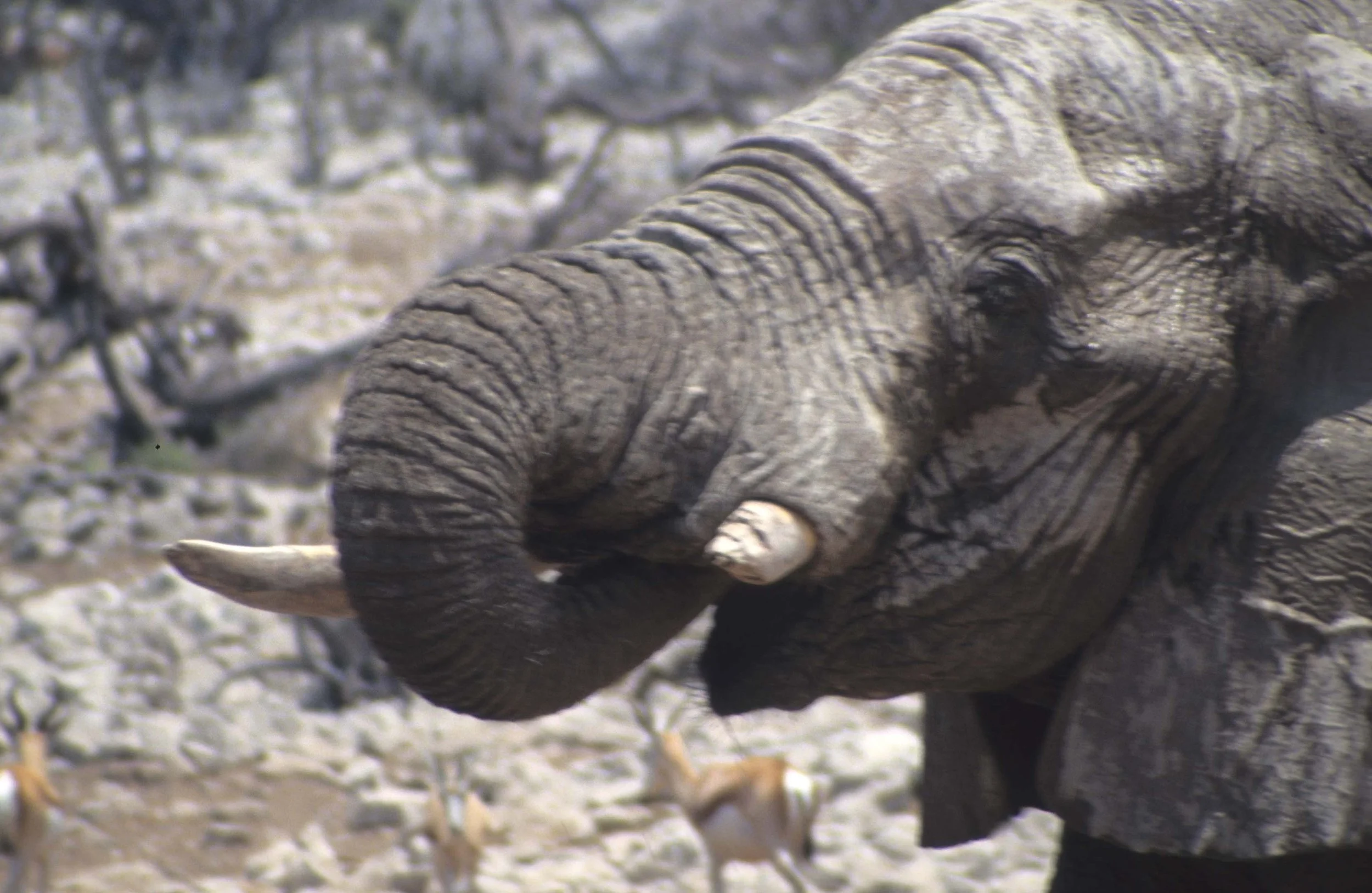 ELEPHANT - ETOSHA - NAMIBIA.jpg