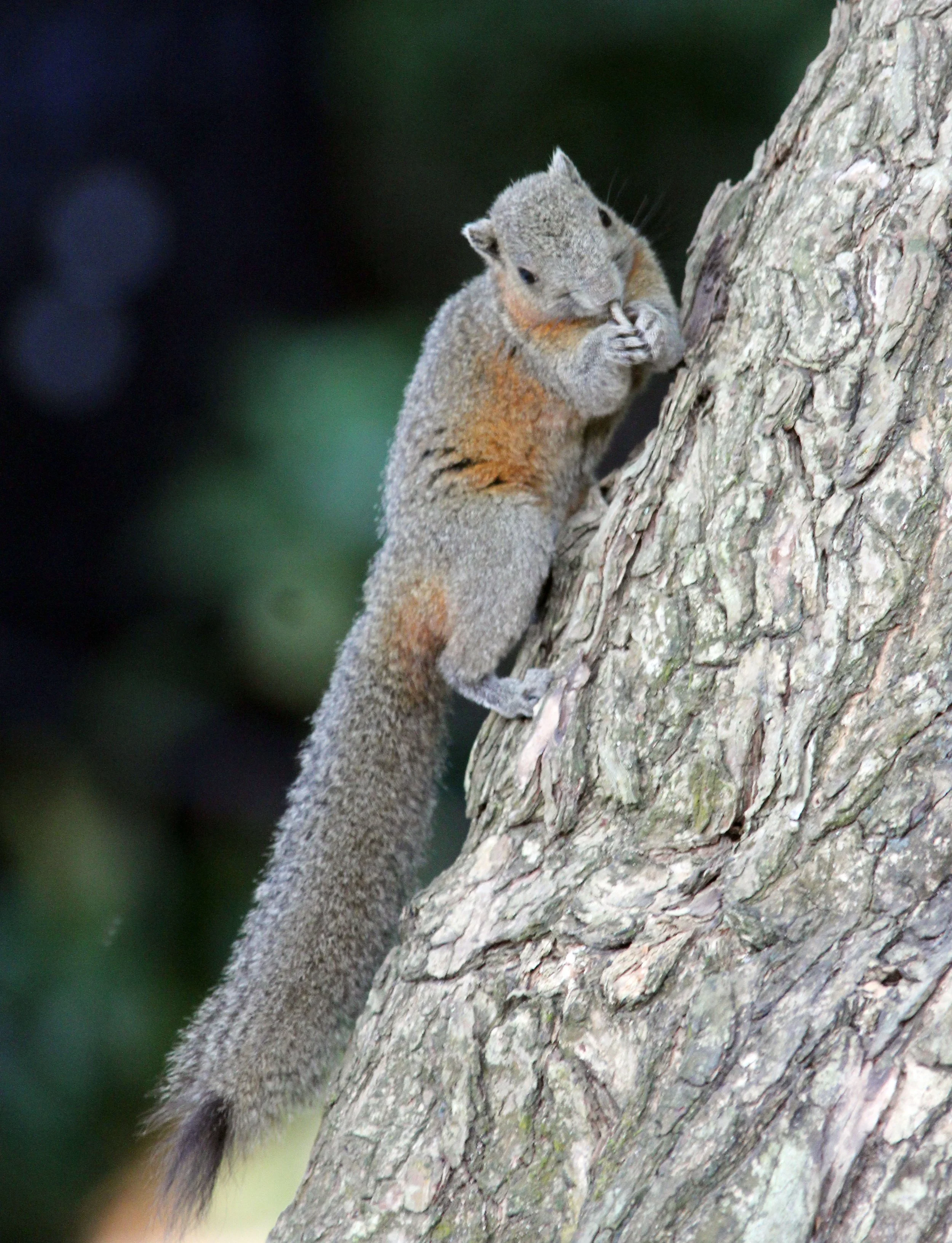 Callosciurus caniceps -  SIMILAN ISLANDS FEB 8-13, 2015 THAILAND (338).JPG