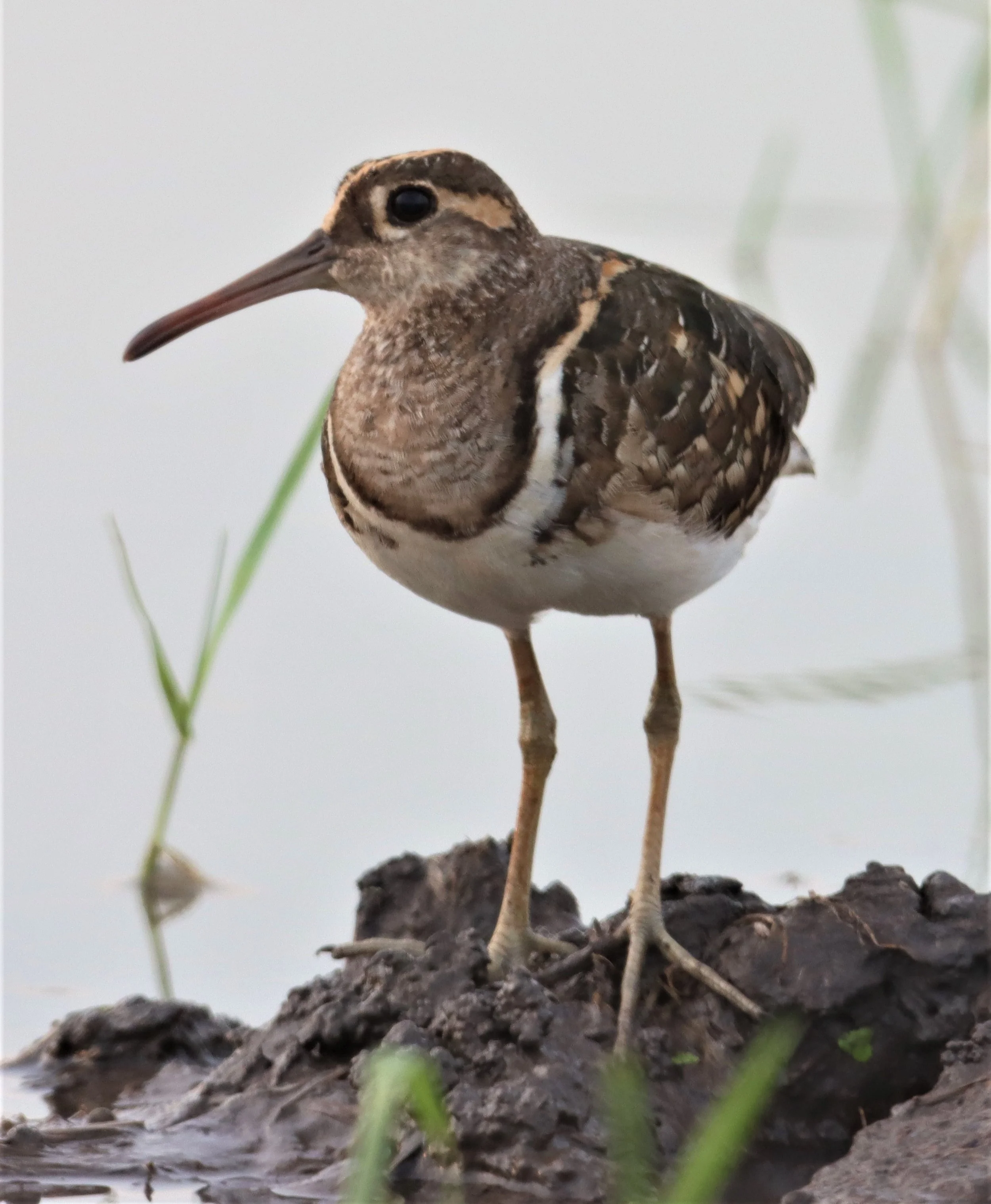 SNIPE - GREATER PAINTED SNIPE - Rostratula benghalensis - PATHUM THANI RICE RESE (172).JPG