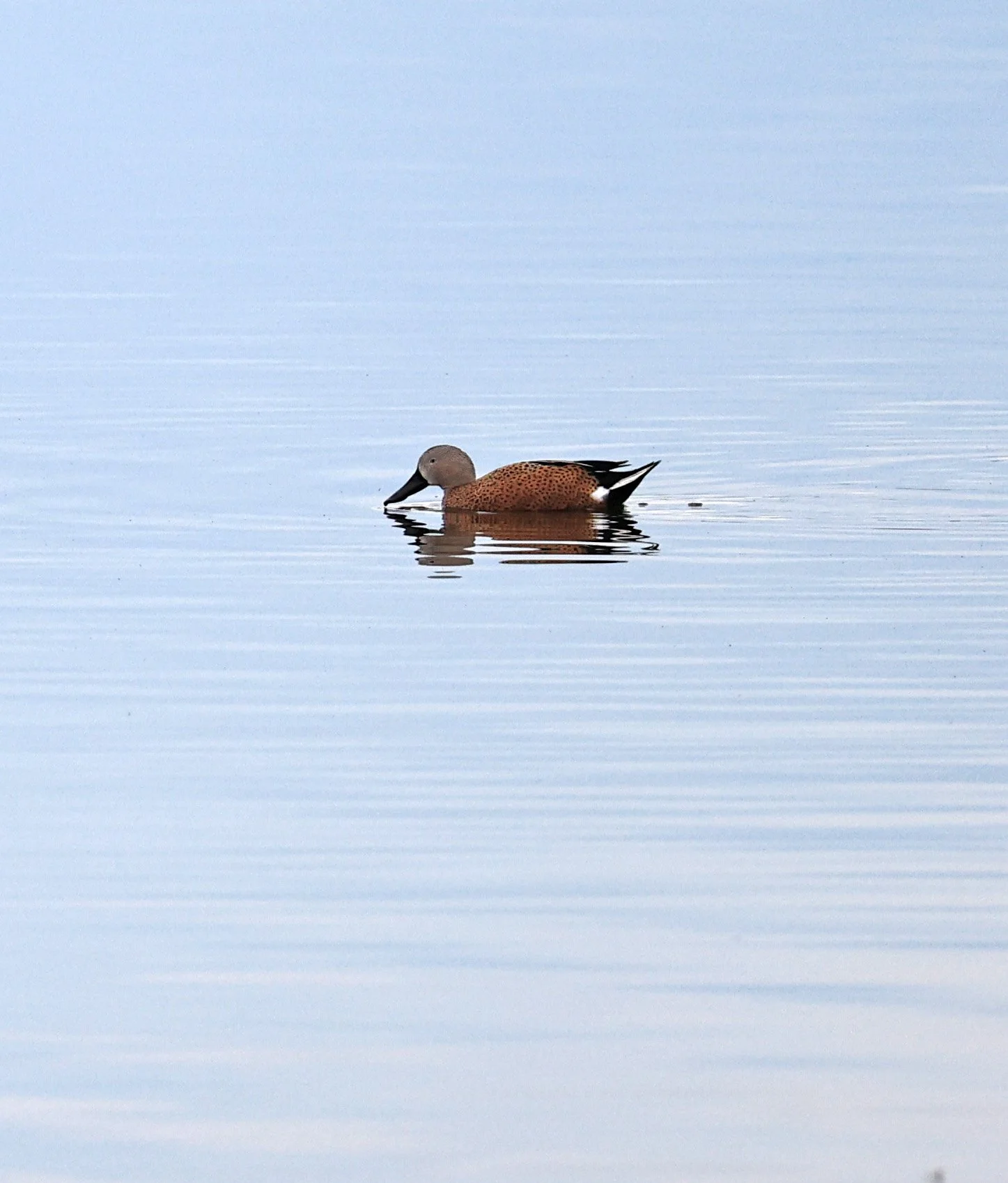Red Shoveler (Spatula platalea) Lagunas del Ornitólogo, Trelew Argentina (4).jpg