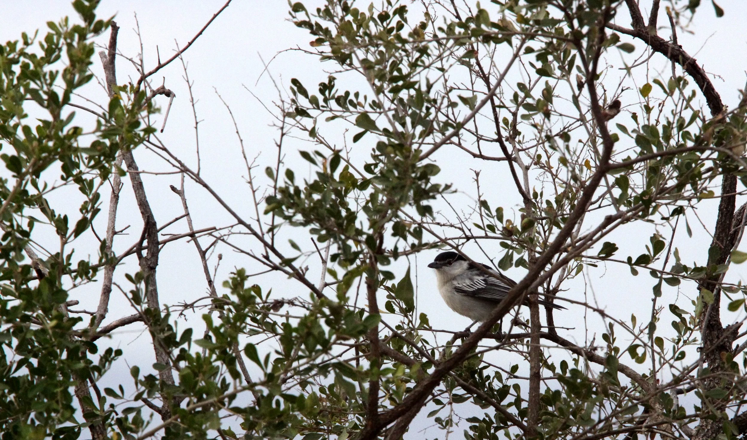 Black-backed Puffback (Dryoscopus cubla) Imfolozi NP South Africa (1).JPG