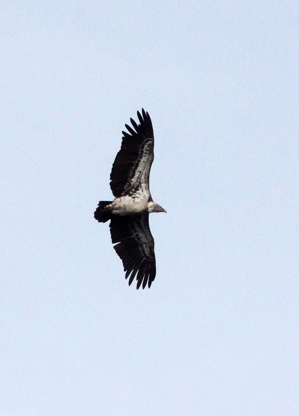 Gyps rueppelli - RUPPELL'S GRIFFON VULTURE - SIMIEN MOUNTAINS NATIONAL PARK ETHIOPIA (2).JPG