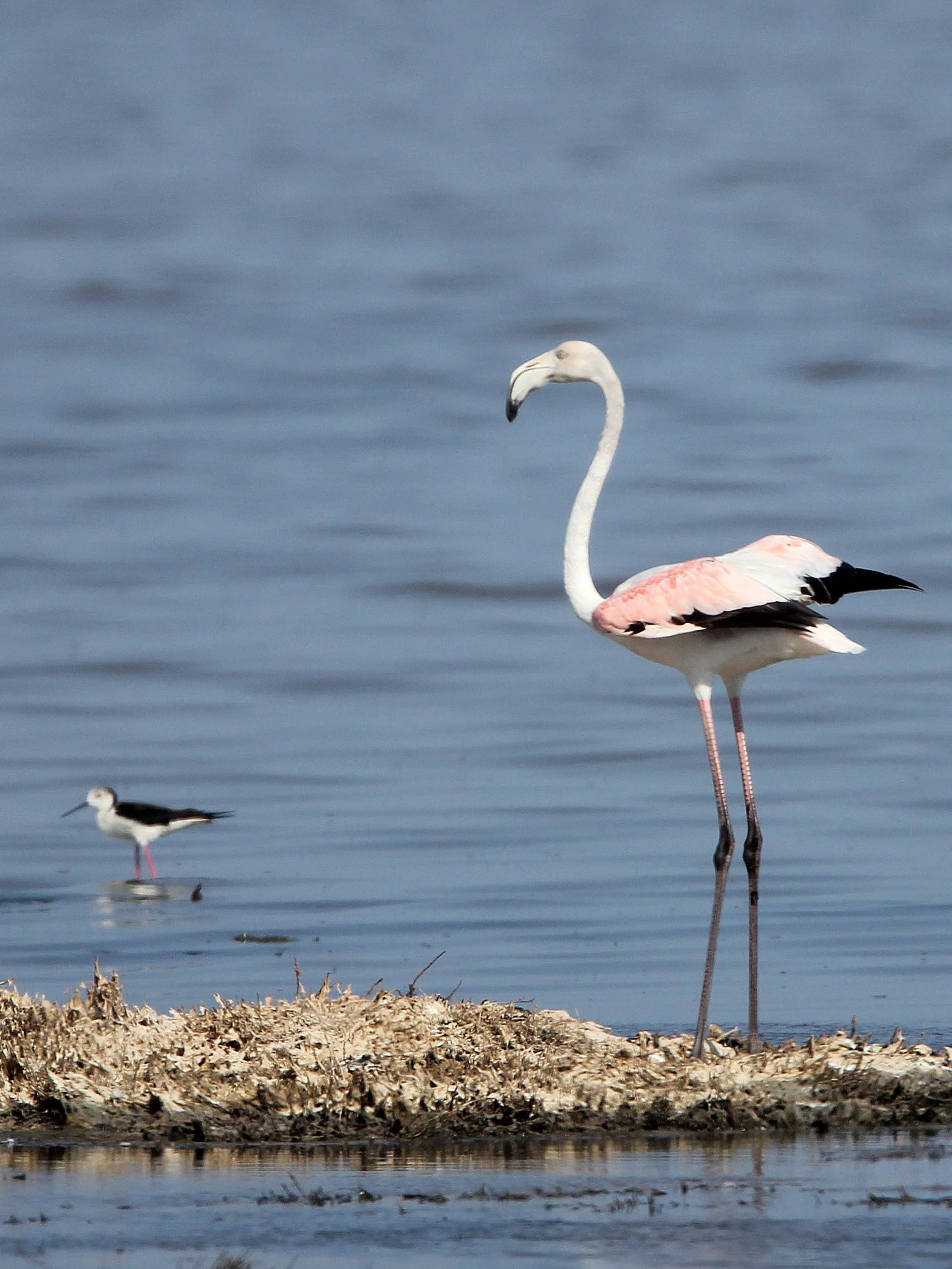 Phoenicopterus roseus - Greater Flamingo - Korba Wetlands, Tunisia (5).JPG