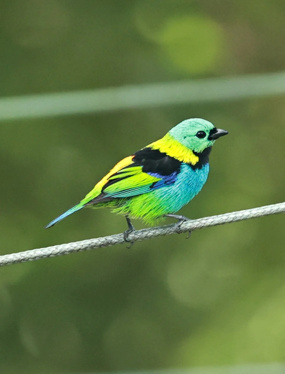Green-headed Tanager (Tangara seledon)  Superagui National Park, Brazil (189).jpg