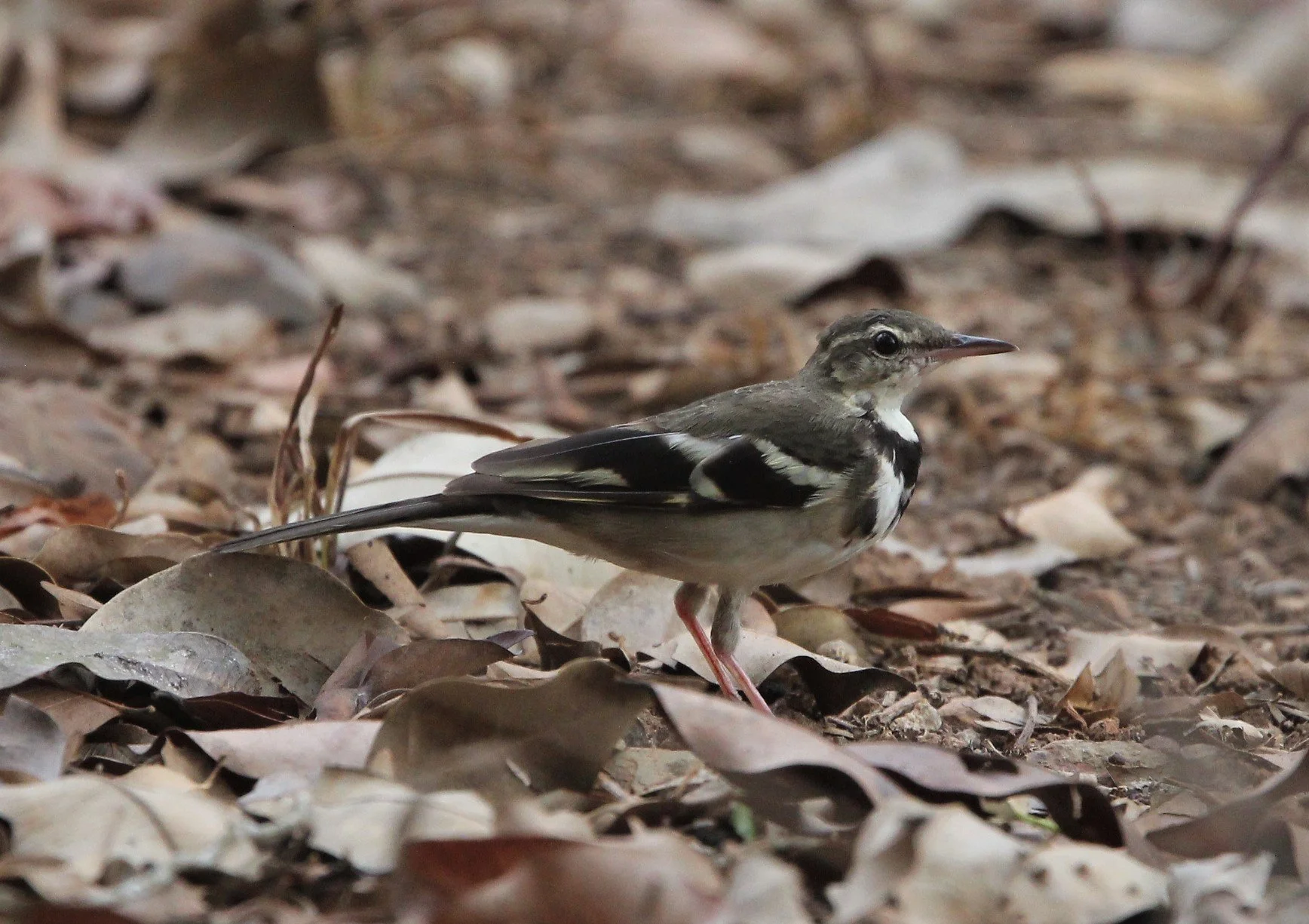FOREST WAGTAIL - Dendronanthus indicus -KAENG KRACHAN NATIONAL PARK 16 OCT 2021 (96).jpg