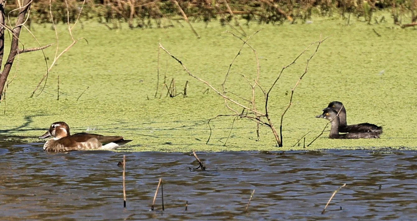 Least Grebe (Tachybaptus dominicus) Agua Dulce Paraguay 