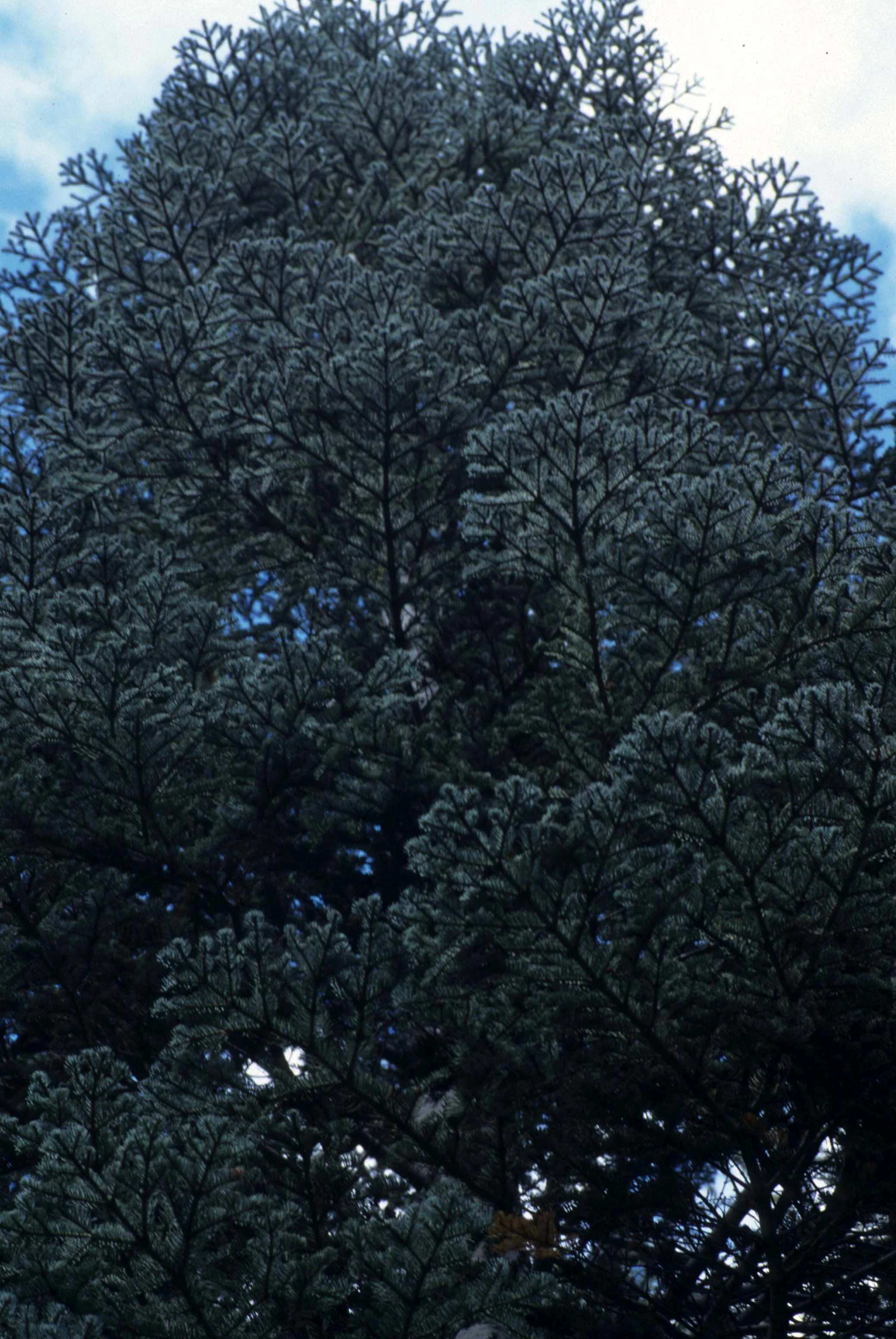 CALIFORNIA - SIERRA - PLANT SPECIES A (3).jpg