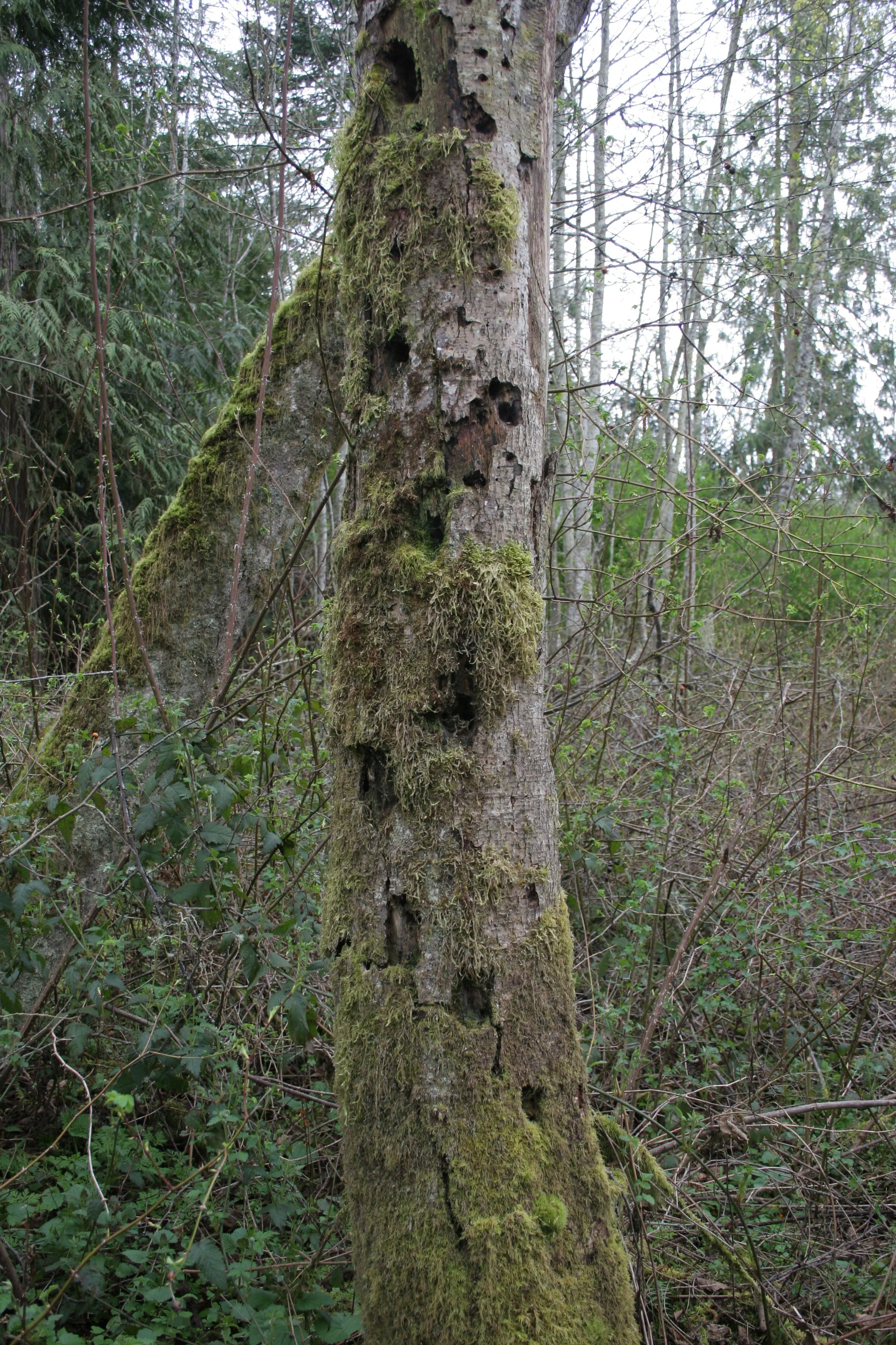 BIRD - WOODPECKER - PILEATED WOODPECKER - HOLES (2).jpg