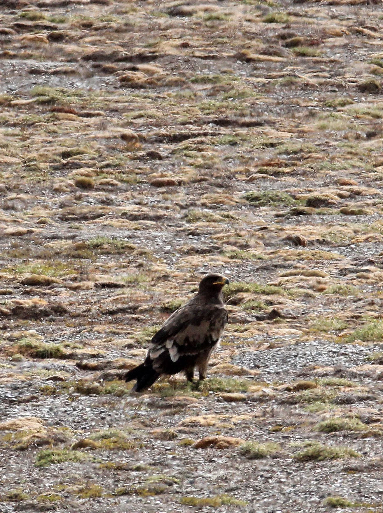 Aquila chrysaetos daphanea - HIMALAYAN (ASIAN) GOLDEN EAGLE -  KEKEXILI NATIONAL RESERVE - QINGHAI PROVINCE - WEST OF QUMALAI (16).JPG