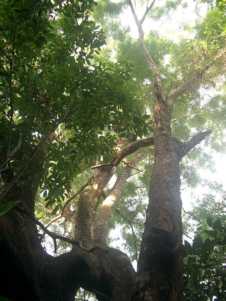 KOH LANTA - PROPERTY - 2004 (67).JPG