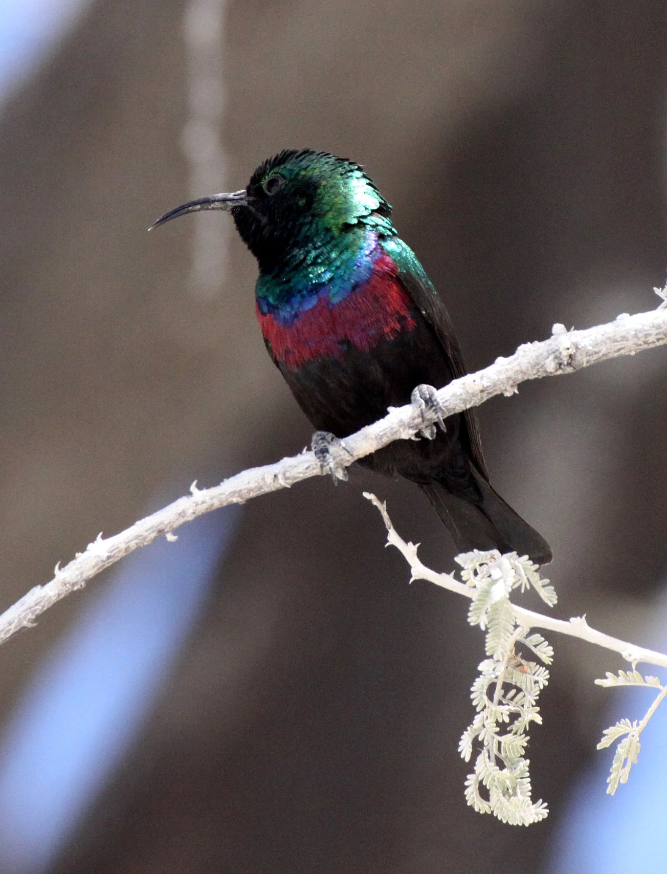 BIRD - SUNBIRD - MARICO SUNBIRD - CINNYRIS MARIQUENSIS - ETOSHA NATIONAL PARK NAMIBIA (18).JPG