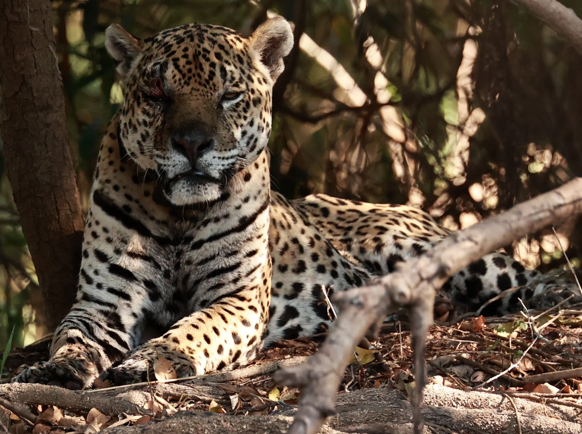 Panthera onca - Jaguar - Pantanal, Encontro das Águas State Park, Porto Jofre, Cuiaba River, Brazil (244).jpg