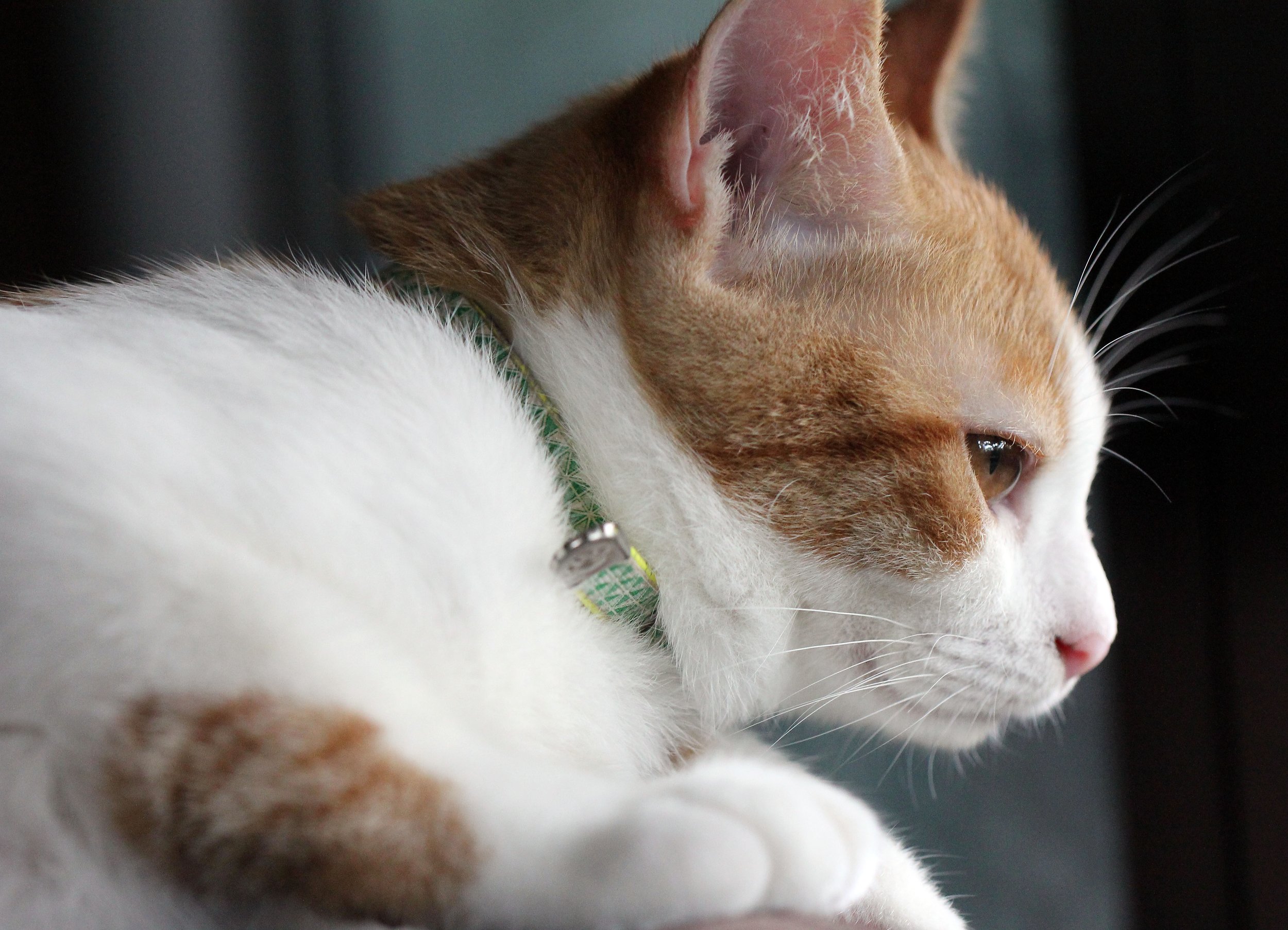 2015 Koh Lanta October Break Trip  (356).JPG