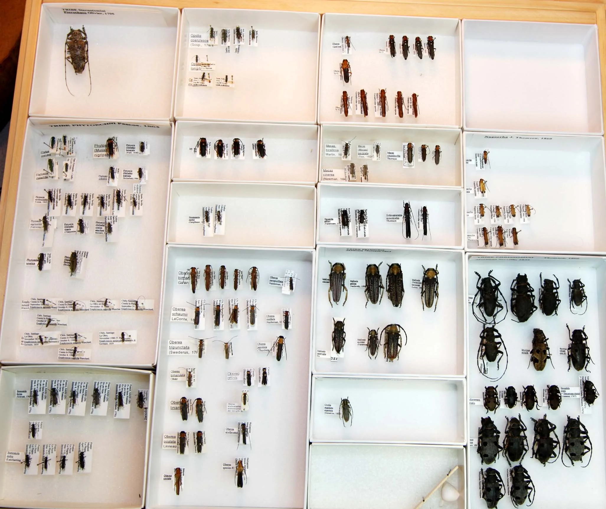 31 Lamiinae - Sternotomini - Phrissomini.JPG