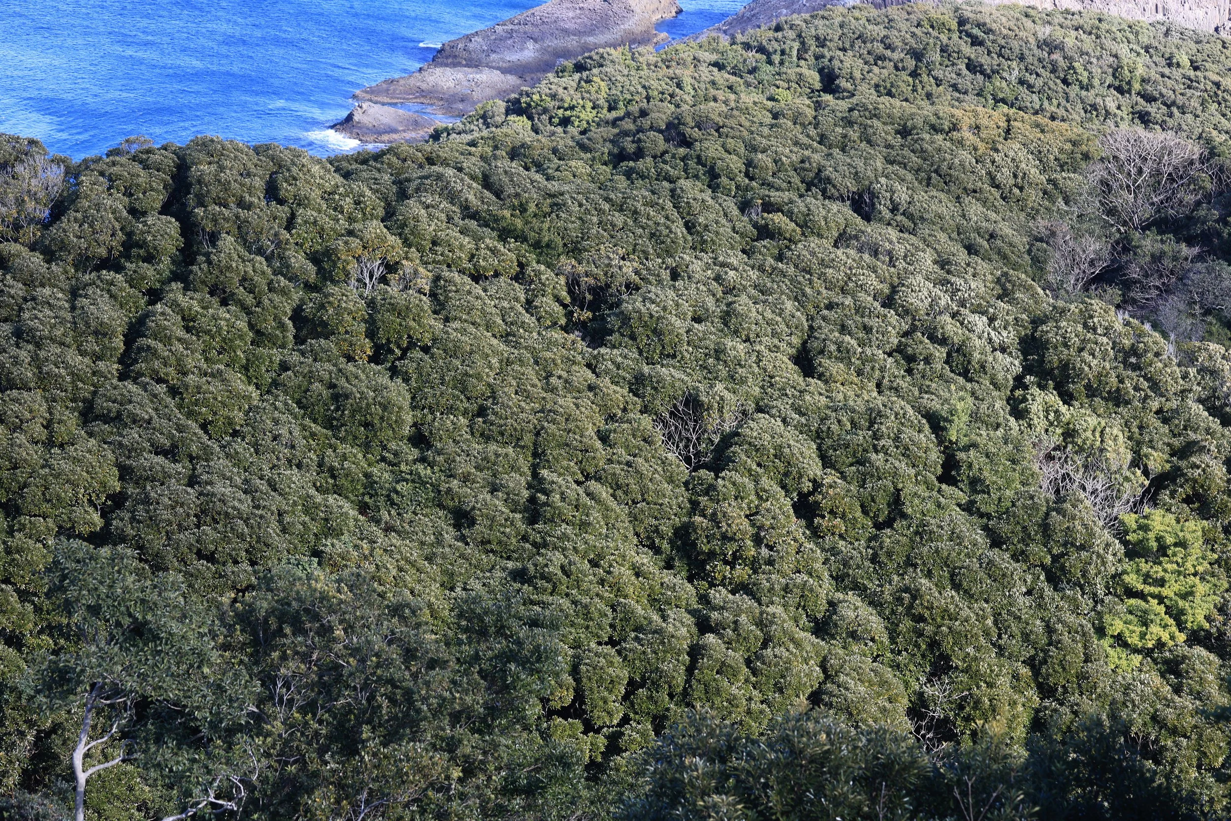 Cape Hyuga, Miyzazki, Umagase Kyushu (40).jpg