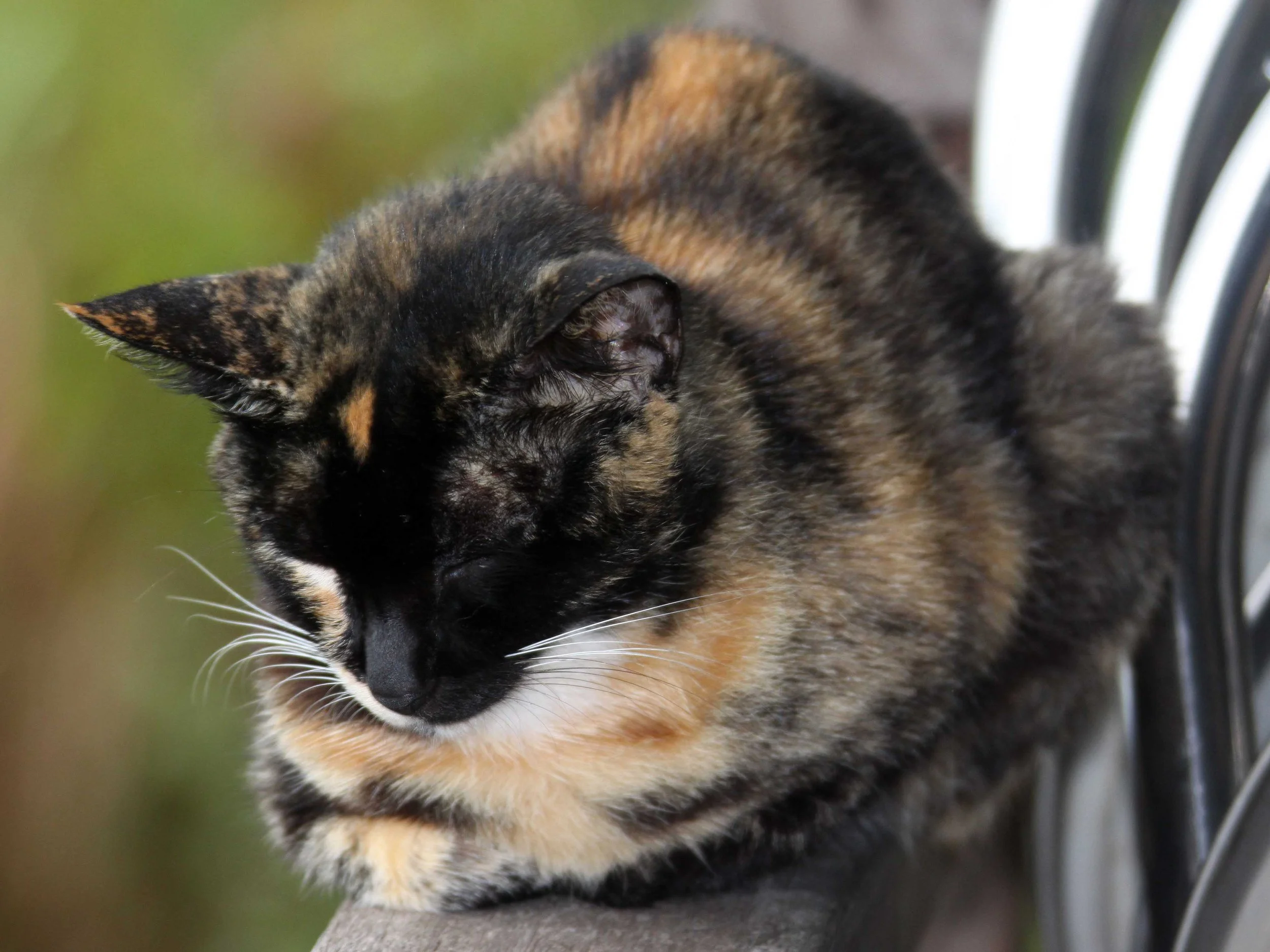 CAT TIEN NATIONAL PARK VIET NAM (32).JPG